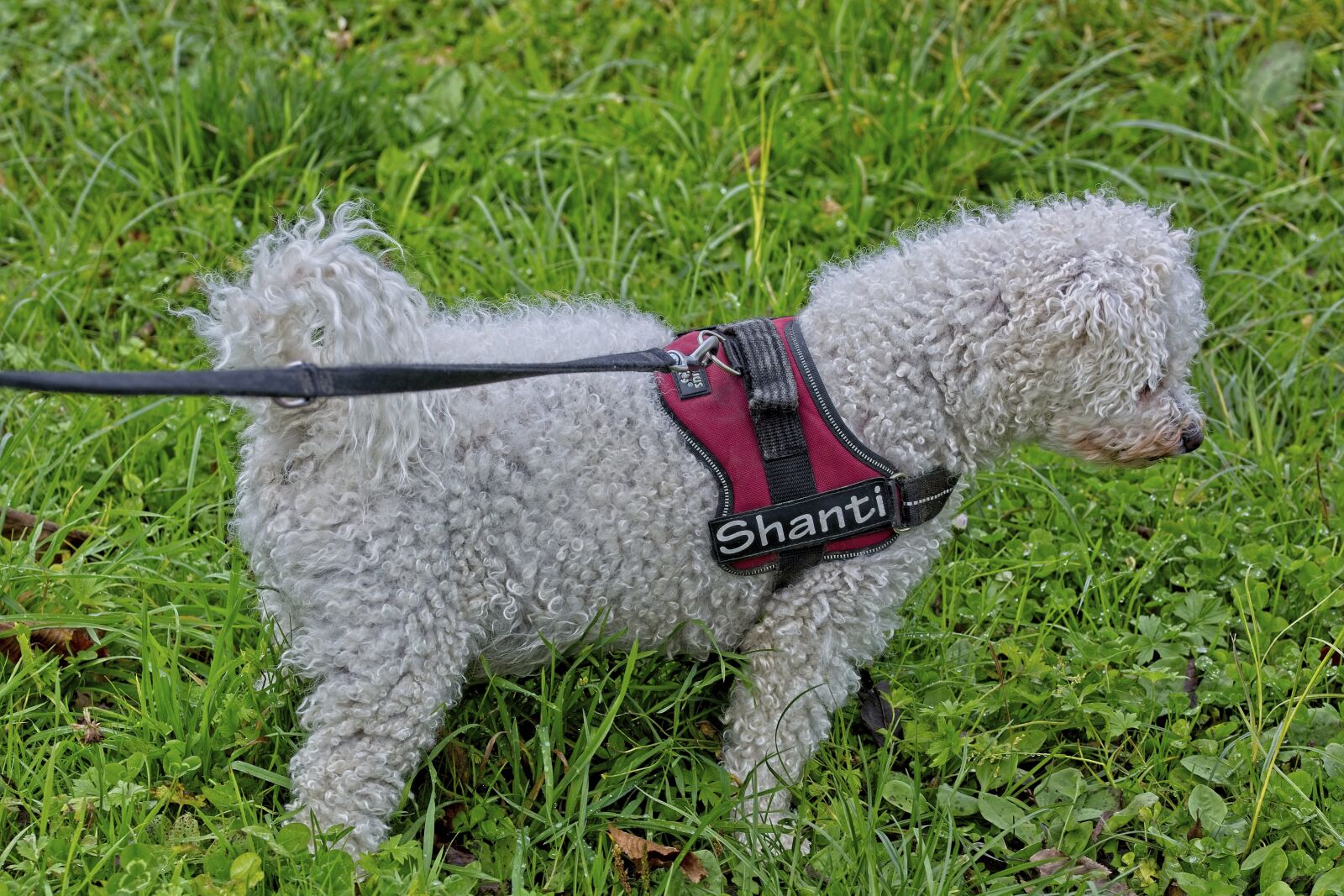 Nikon D7100 sample photo. Dog, bichon frise, bichon photography