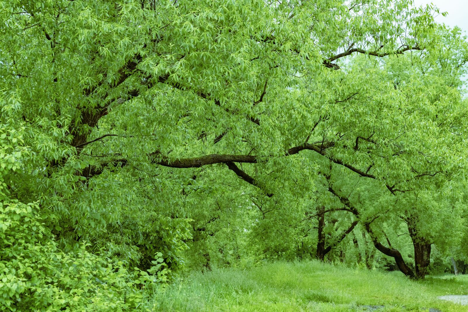 Canon EOS 6D Mark II + Canon EF 75-300mm f/4-5.6 USM sample photo. Nature, branch, beauty photography