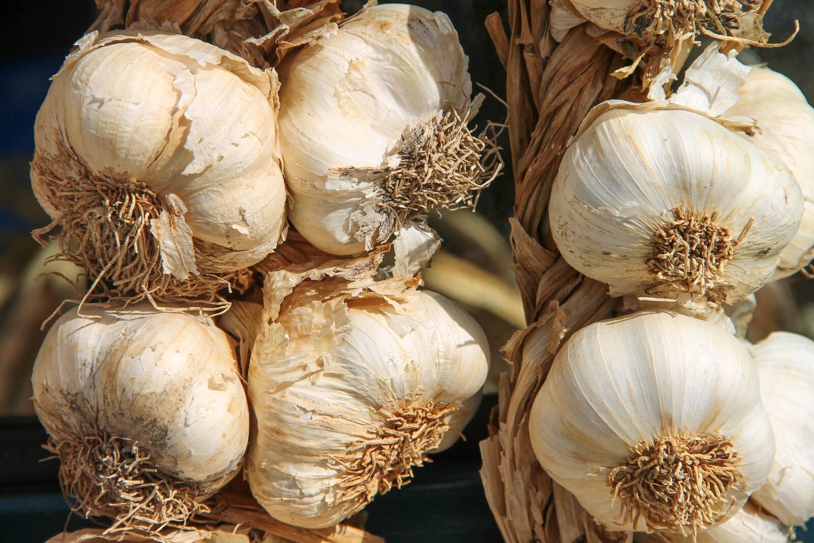 Canon EOS 1100D (EOS Rebel T3 / EOS Kiss X50) + Canon EF-S 18-135mm F3.5-5.6 IS sample photo. Garlic, leek, herb photography