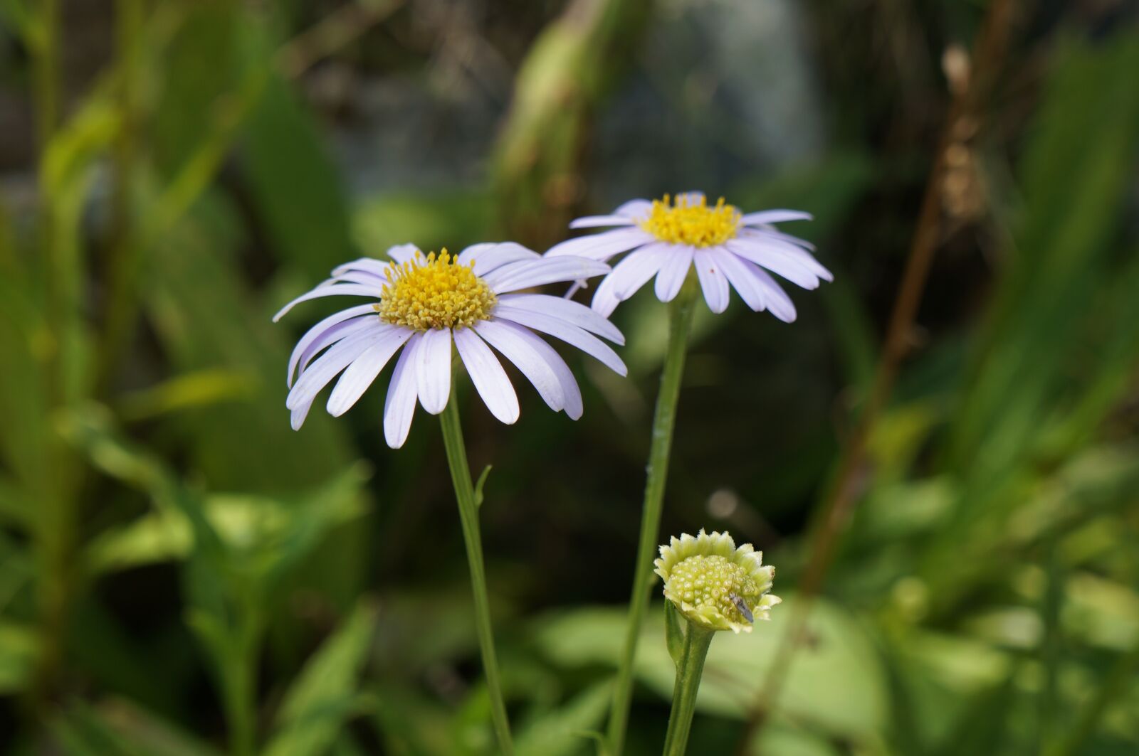 Sony Alpha NEX-5R sample photo. Flower, flowers, plants photography