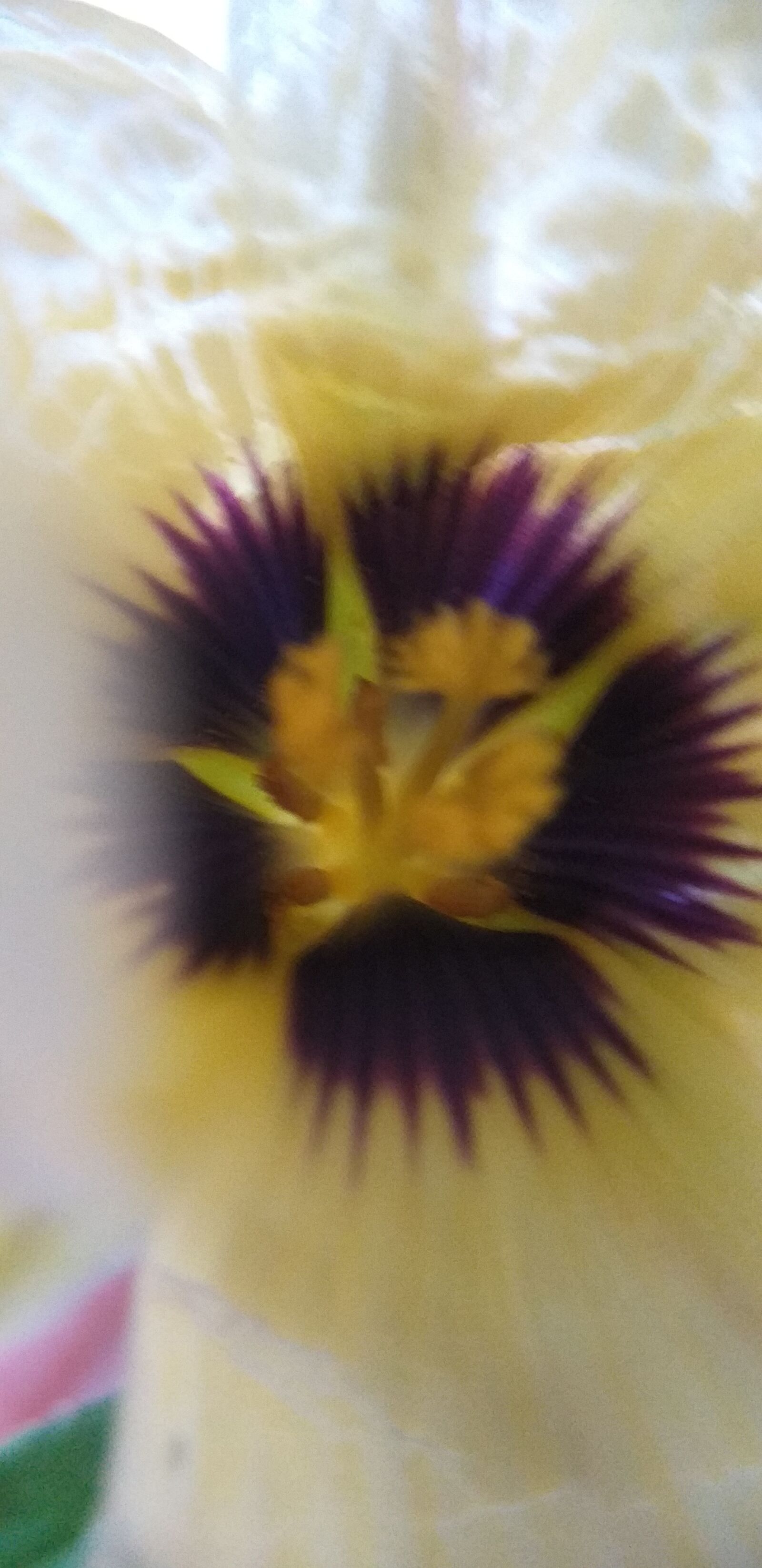 Samsung Galaxy J6+ sample photo. Flower, nature, spring photography