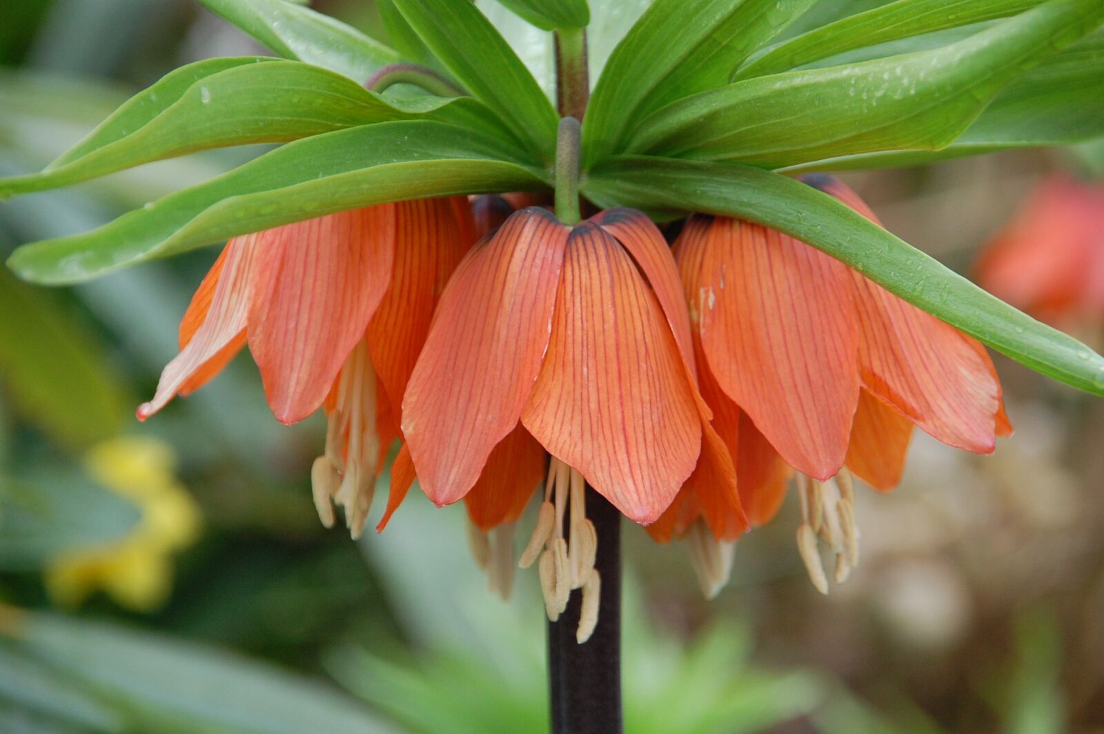 Nikon D40 sample photo. Blossom, bloom, orange photography