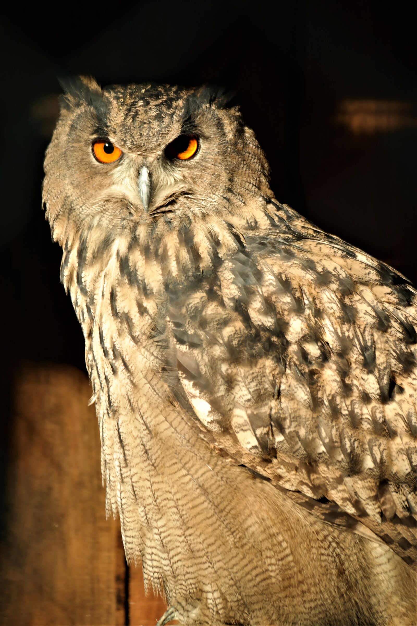 Samsung NX30 sample photo. Bird, owl, sitting photography