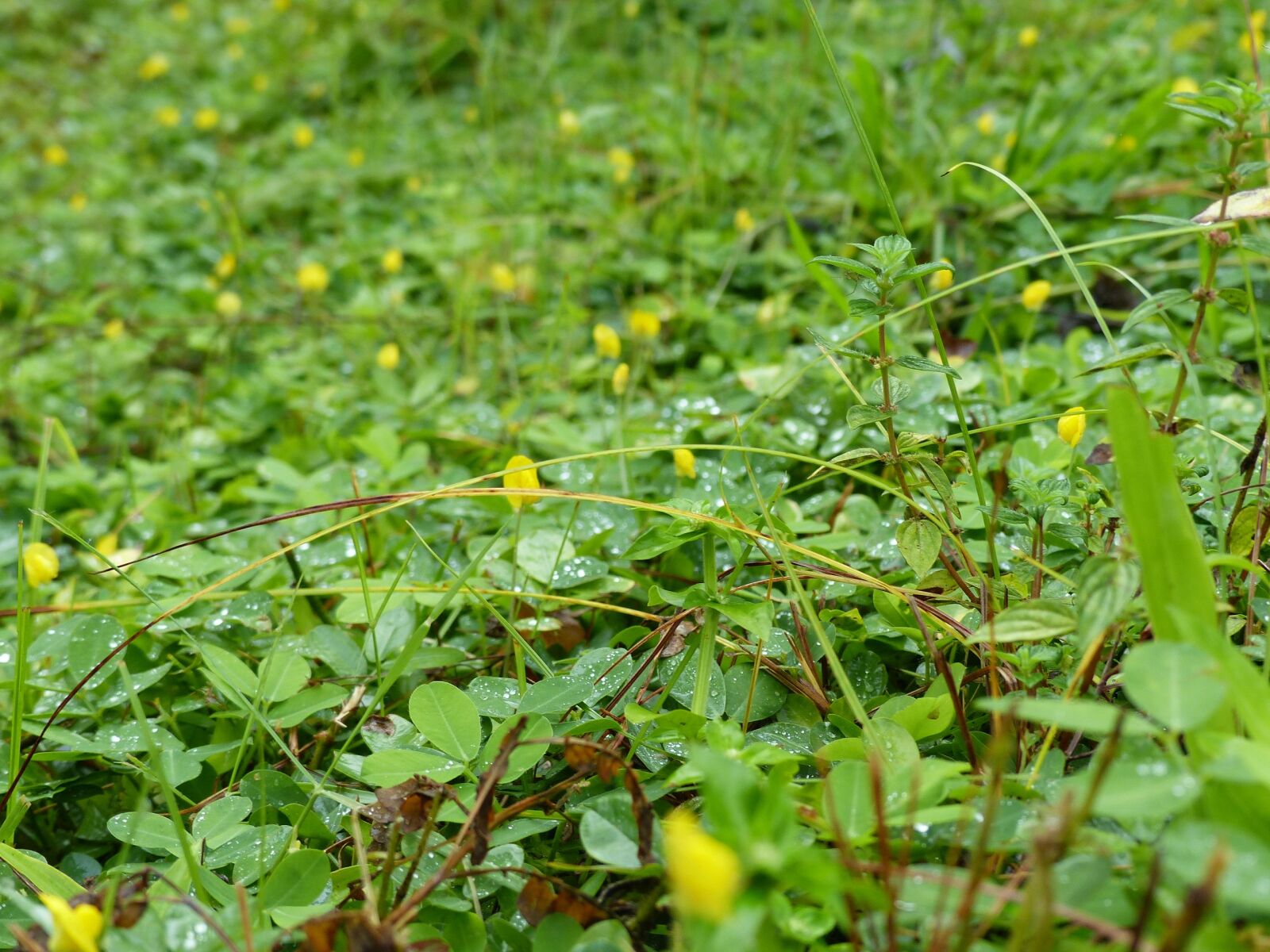 Panasonic Lumix DMC-FZ200 sample photo. Grass, wild flower, green photography