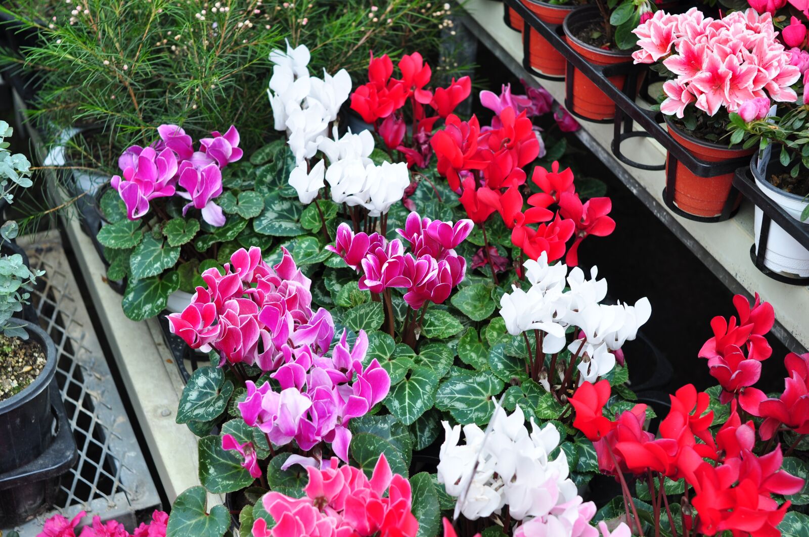 Nikon D90 sample photo. Flowers, garden, nature photography
