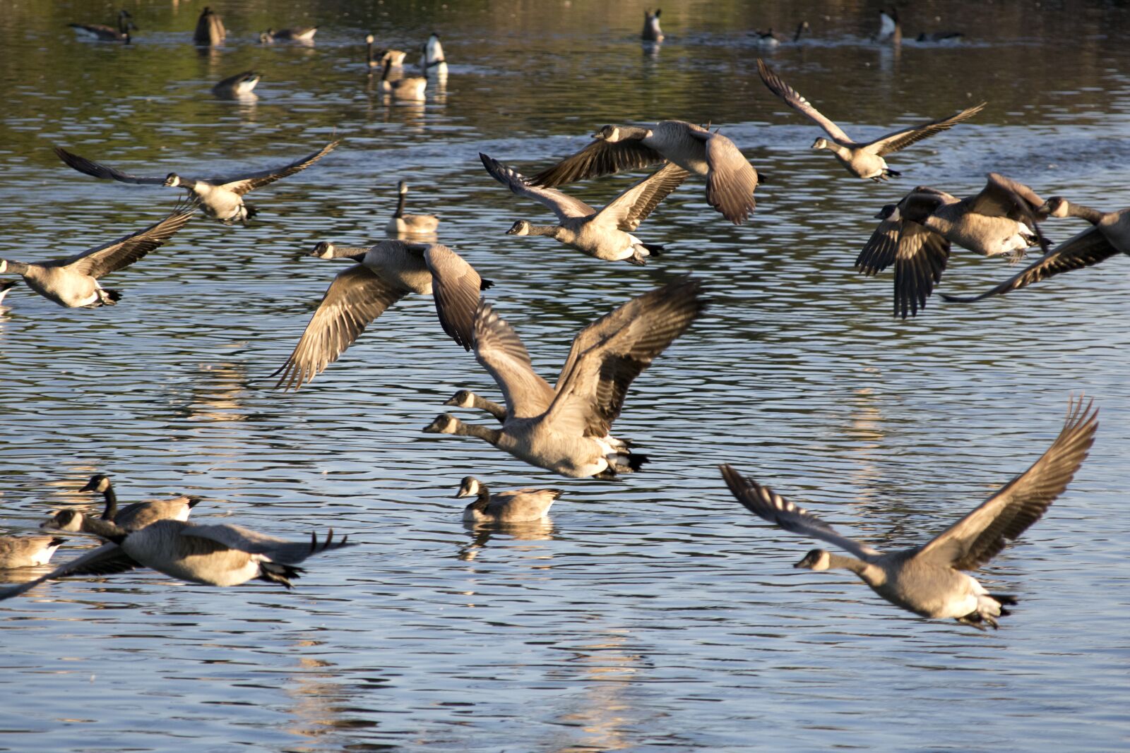 Nikon D3400 sample photo. Geese, bird, waterfowl photography