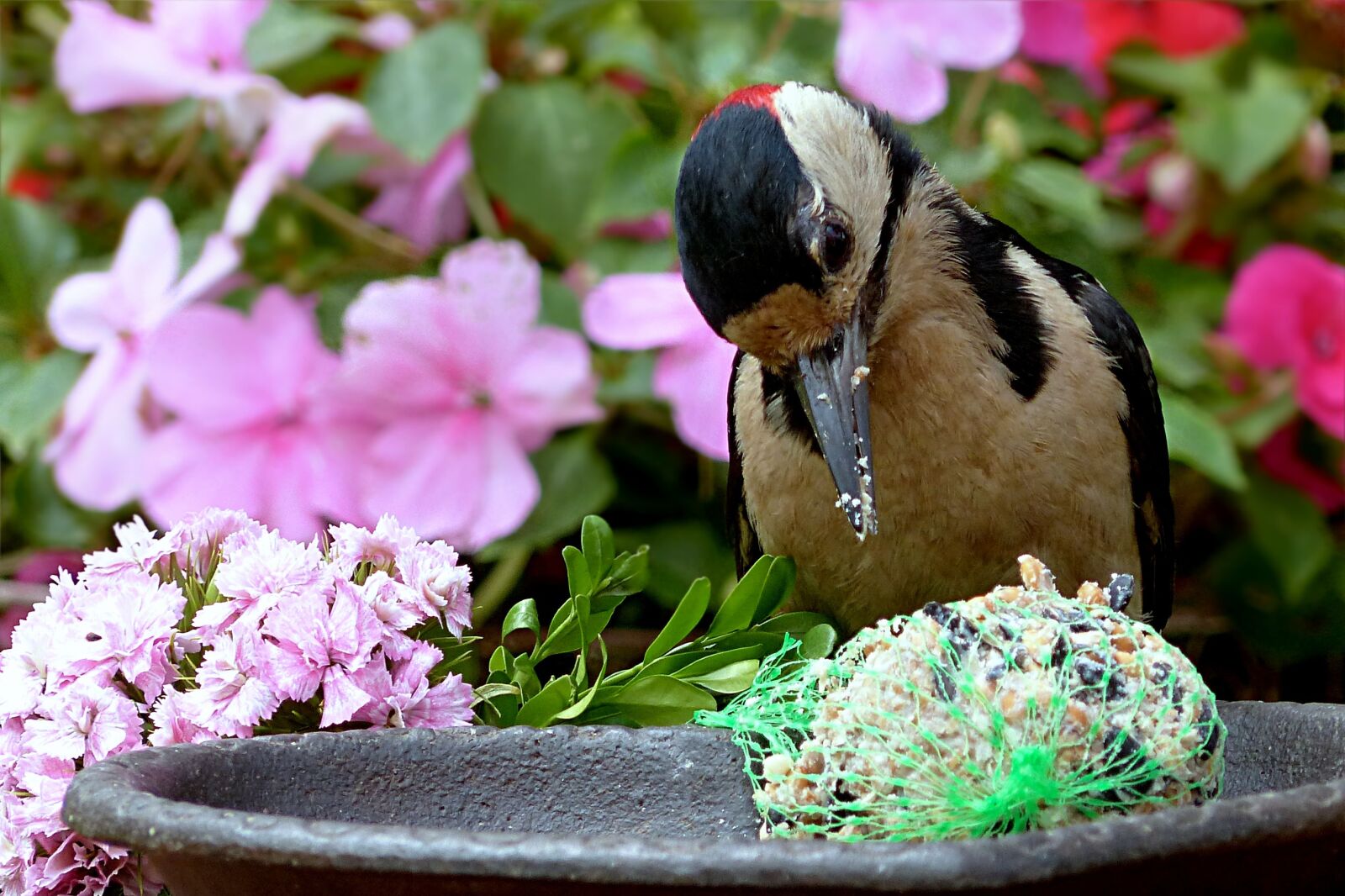 Panasonic Lumix DMC-FZ200 sample photo. Bird, great spotted woodpecker photography