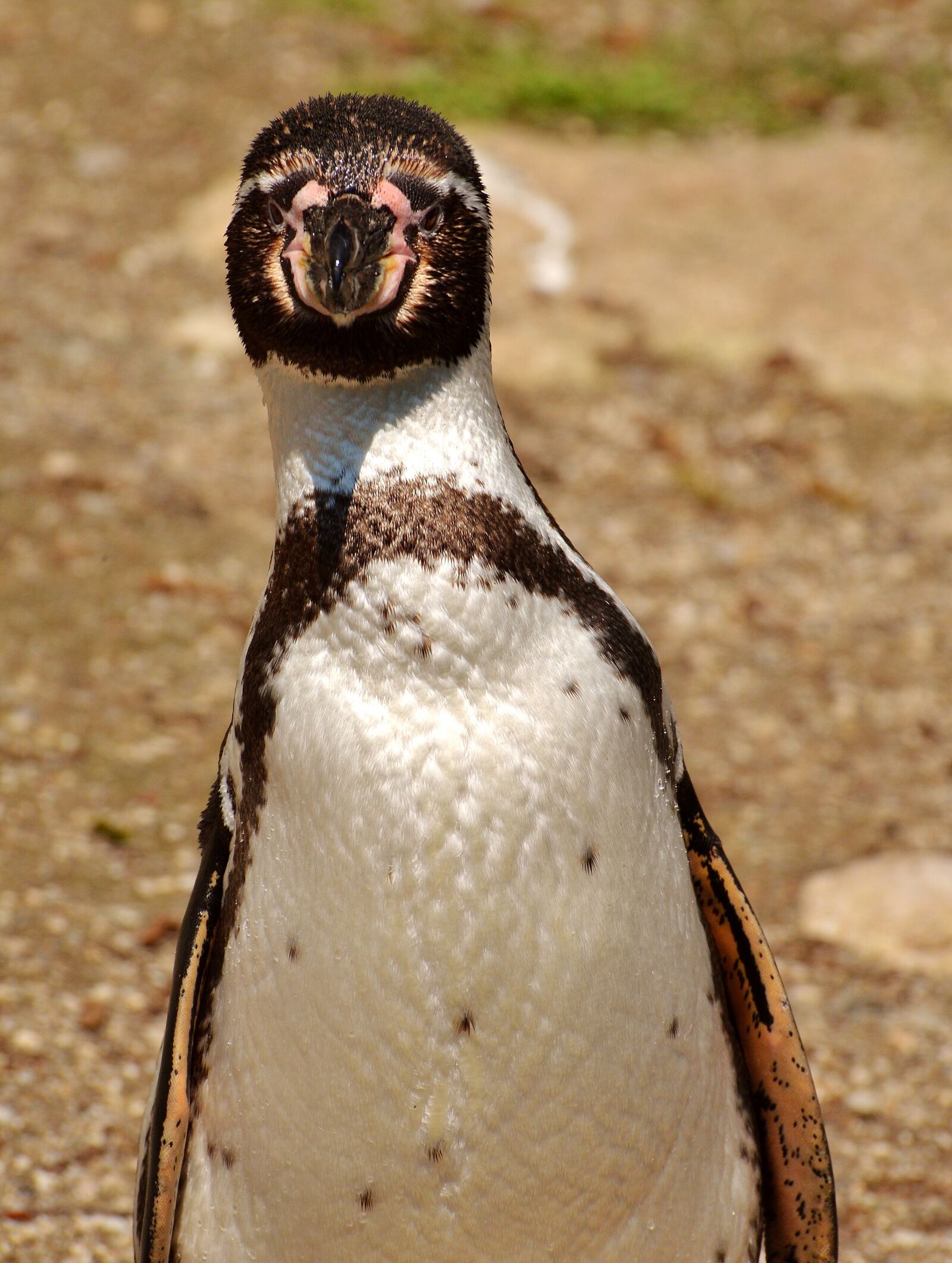 Nikon D3200 sample photo. Penguin, animal, animal world photography