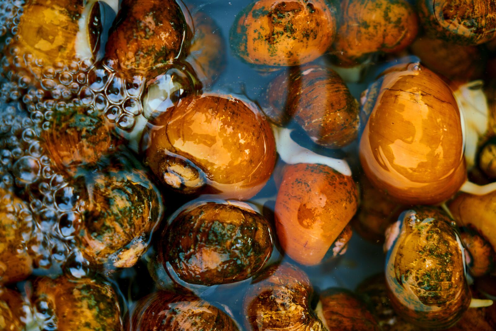 Sony a7R II sample photo. Food, snails, yellow photography