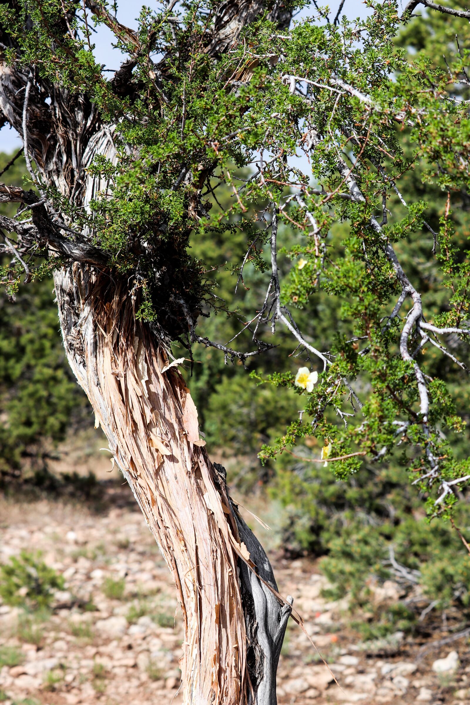 Canon EOS 200D (EOS Rebel SL2 / EOS Kiss X9) sample photo. Tree, desert, dry photography
