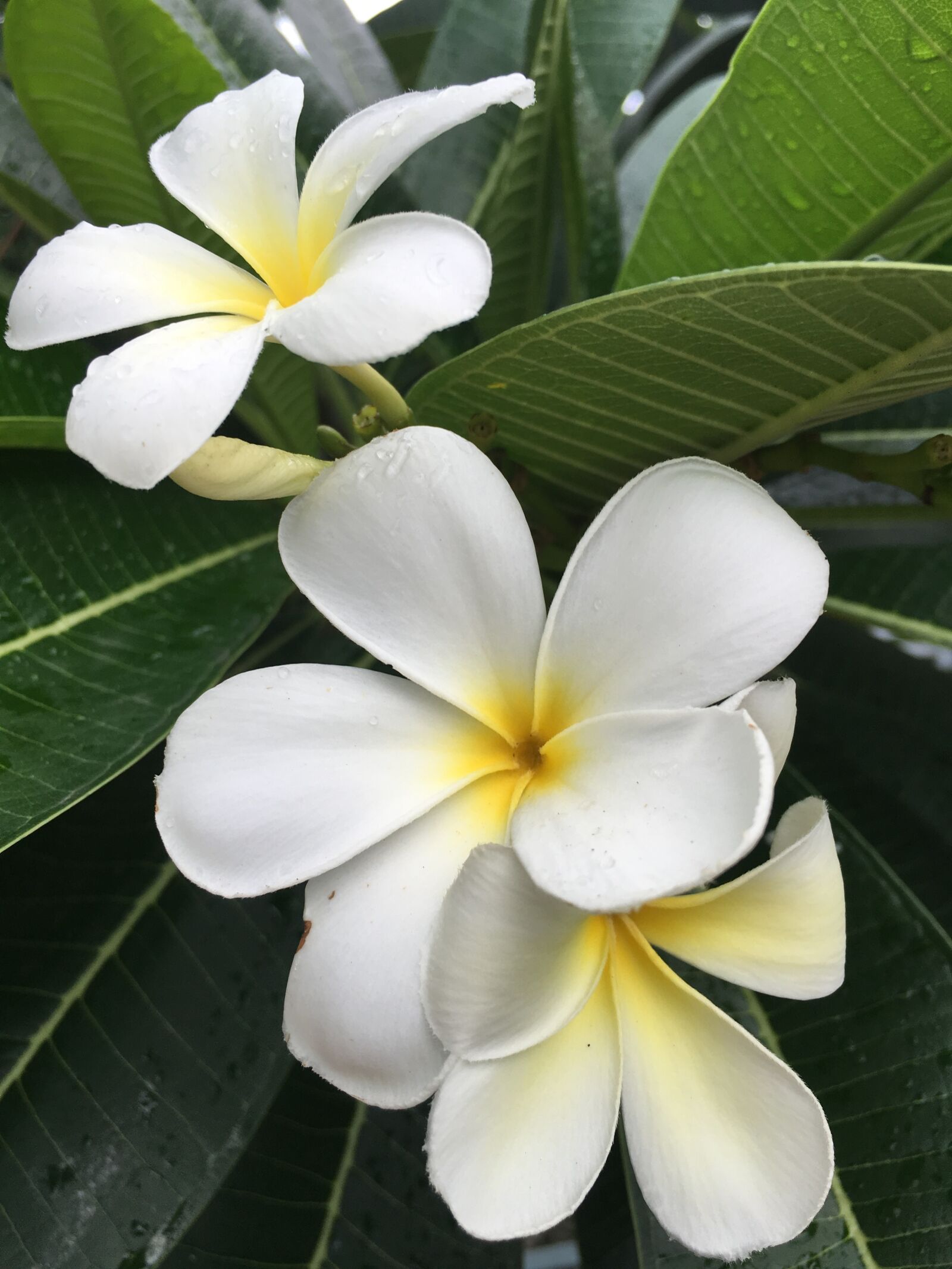 Apple iPhone 6s Plus sample photo. Plumeria, champa, floral photography