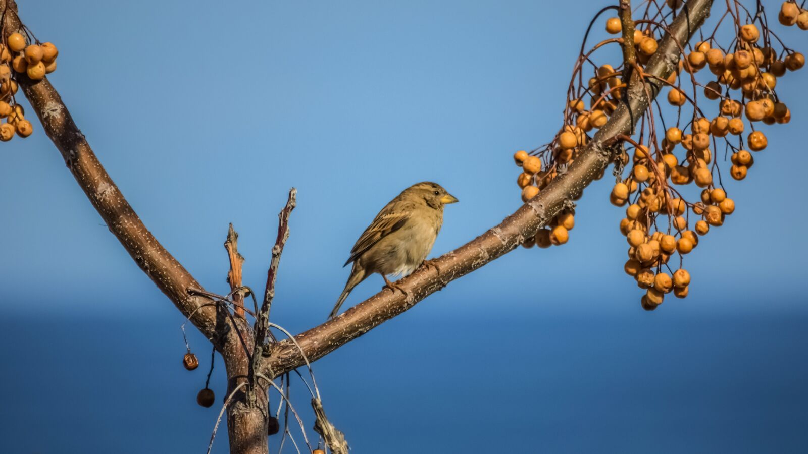 Nikon D3300 sample photo. Sparrow, nature, tree photography