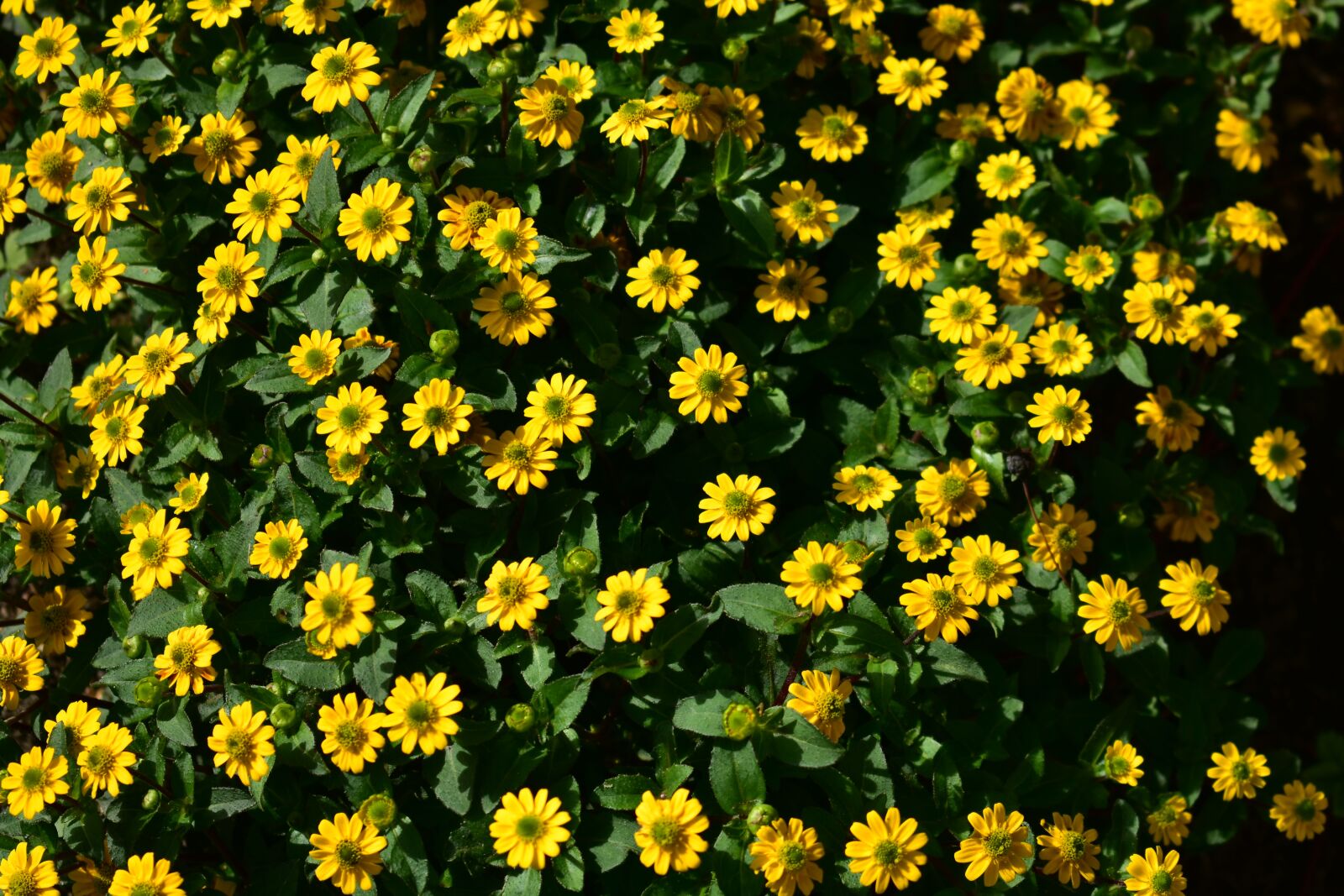 Nikon D3400 sample photo. Garden, sunflower, summer photography