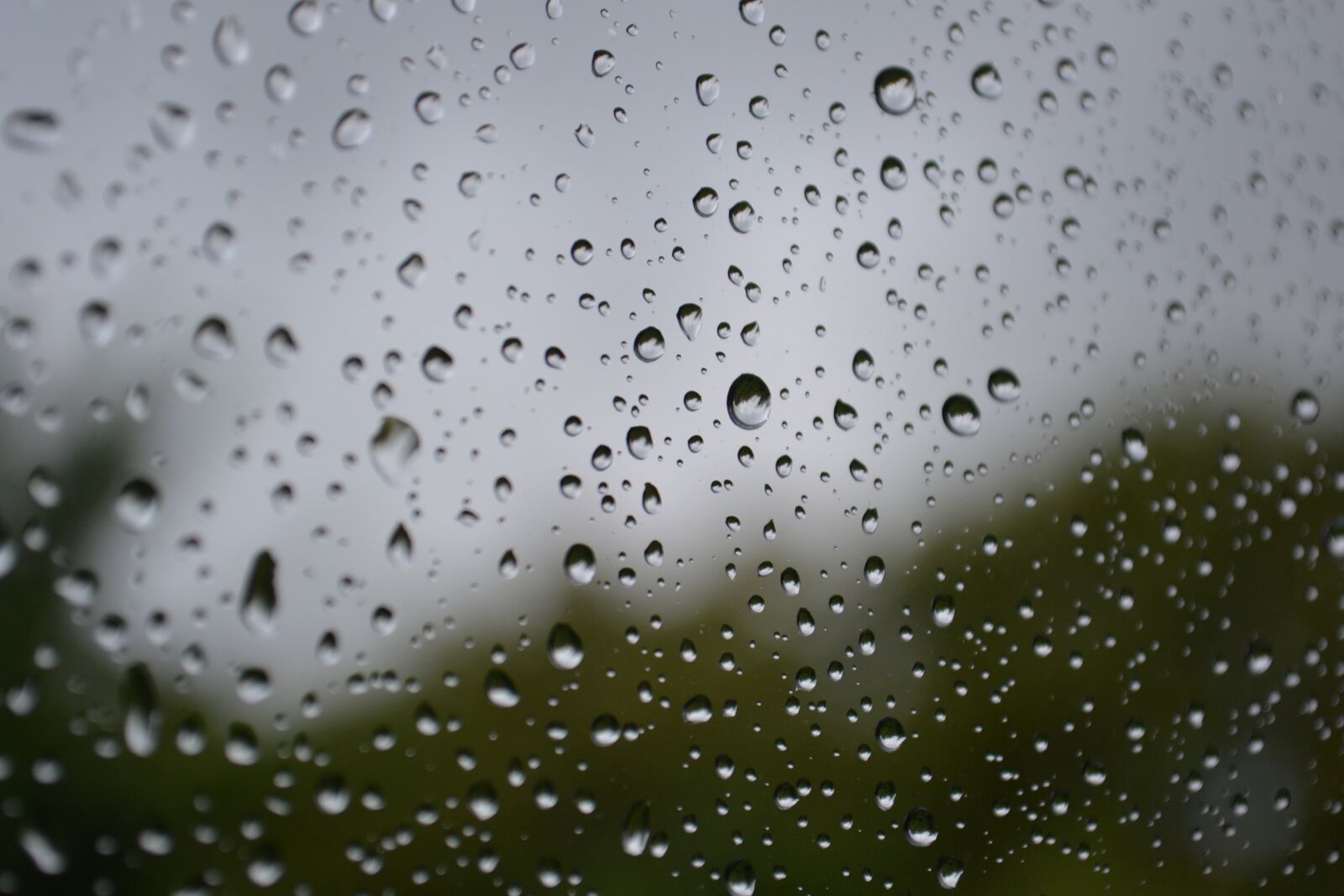 Nikon D3100 sample photo. Rain, raindrops, drops photography