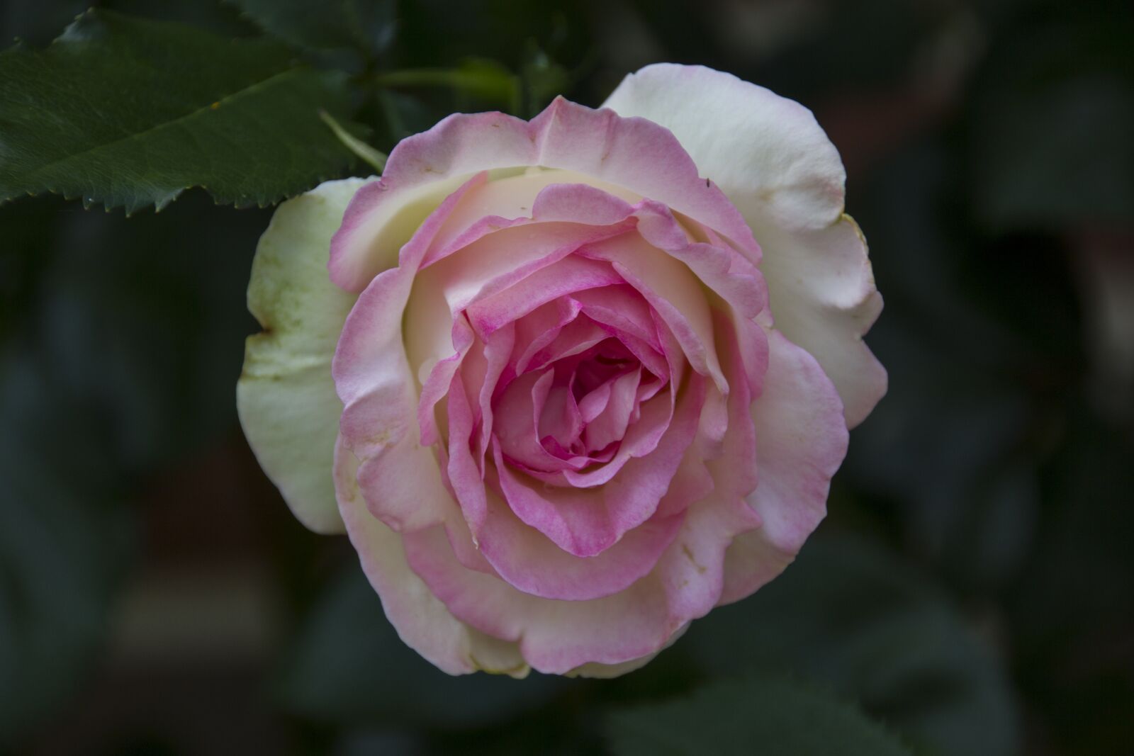 Canon EOS 60D sample photo. Rose, flower, garden photography