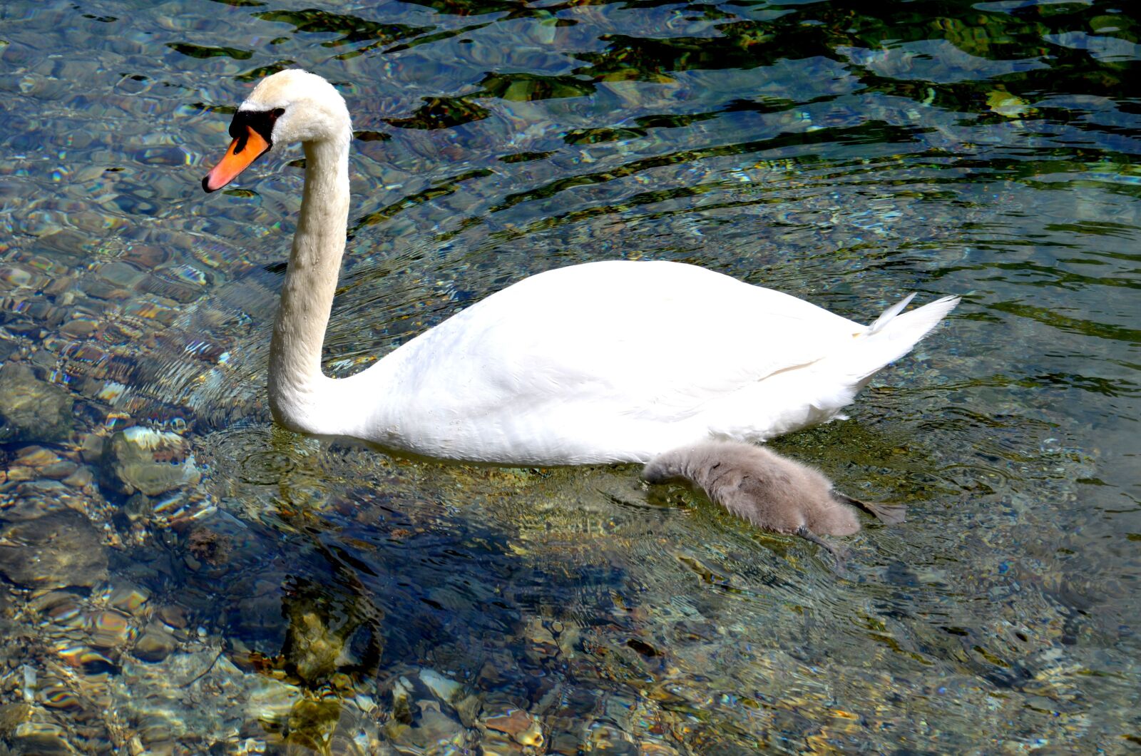 Nikon D7000 sample photo. Swan, water, animal photography