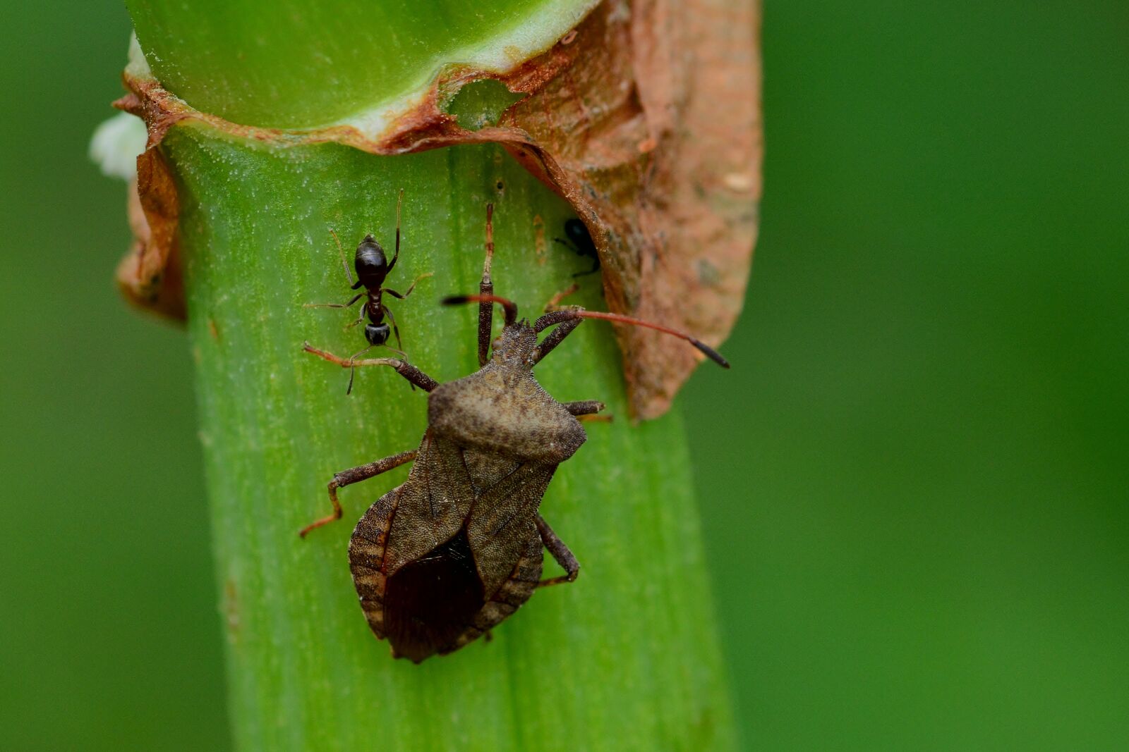 Nikon D5200 sample photo. Leaf bug, leather bug photography