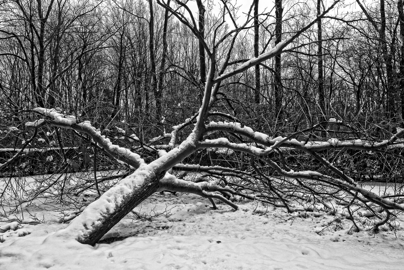 Sony Cyber-shot DSC-RX100 sample photo. Tree, fallen tree, bare photography