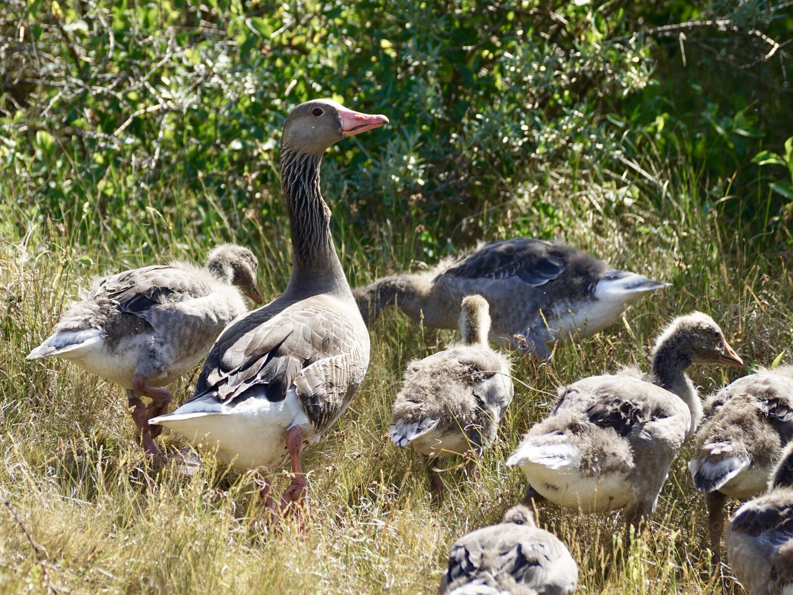 Sony DT 55-300mm F4.5-5.6 SAM sample photo. Goose, greylag goose, wild photography