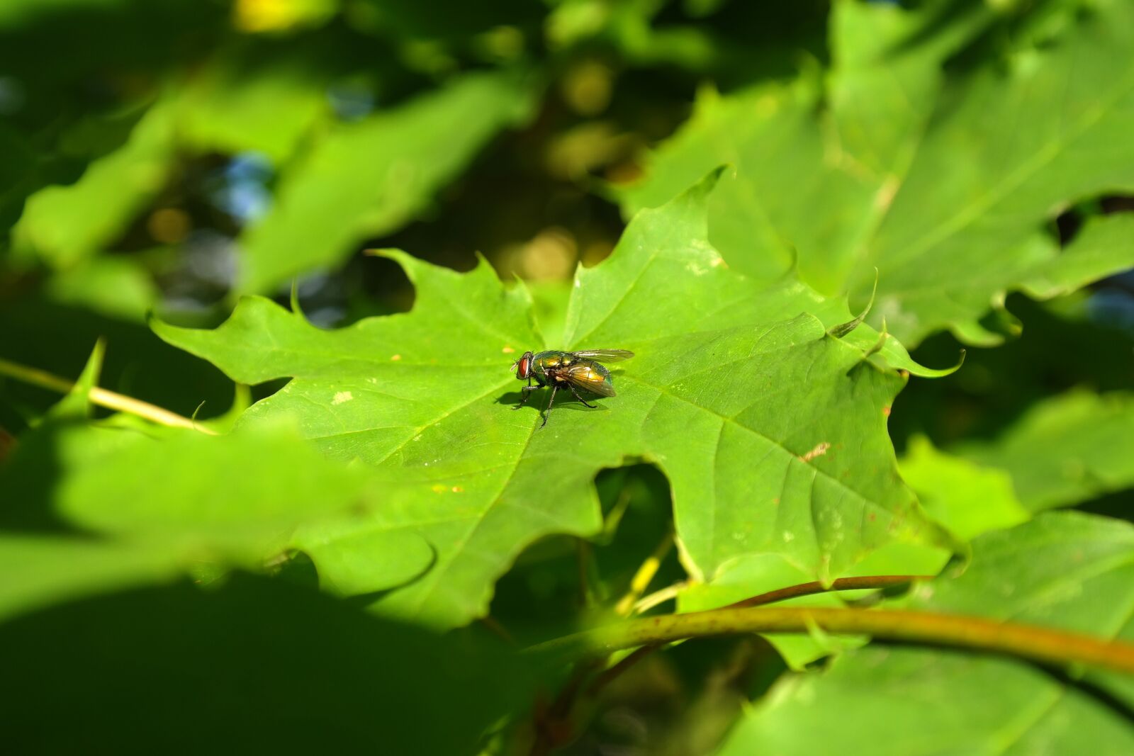 Samsung NX300 sample photo. Goldfliege, fly, insect photography