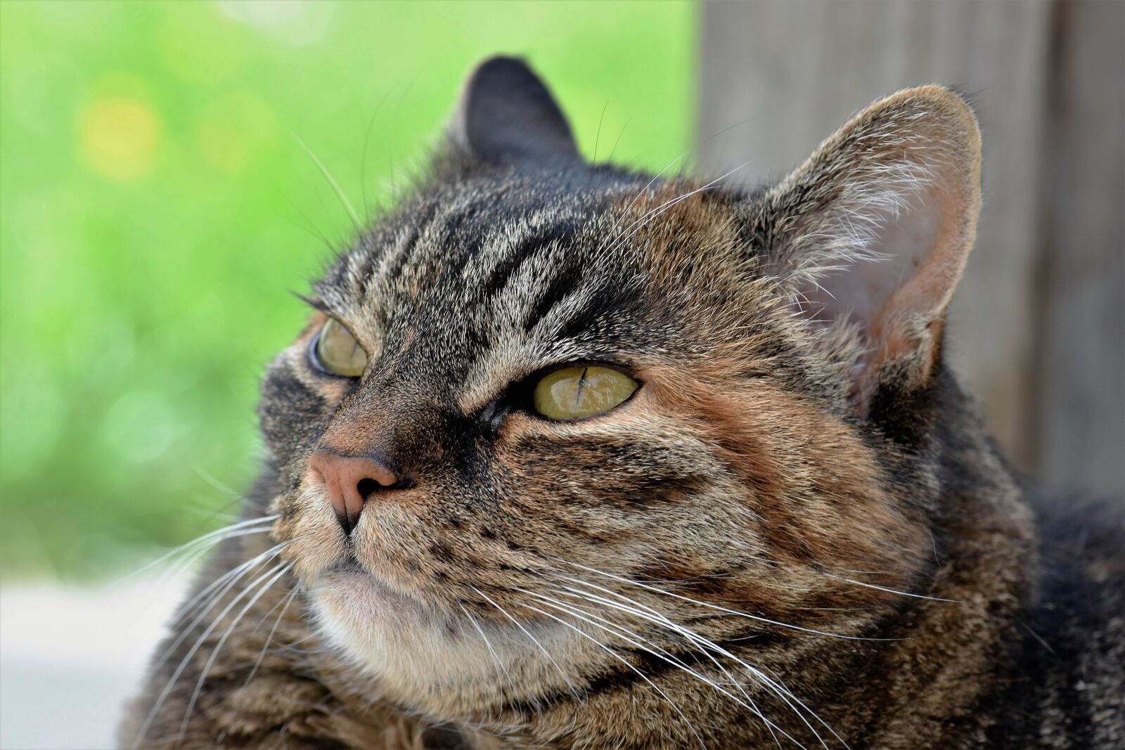 Nikon D5500 sample photo. Cat, animal, mammal photography