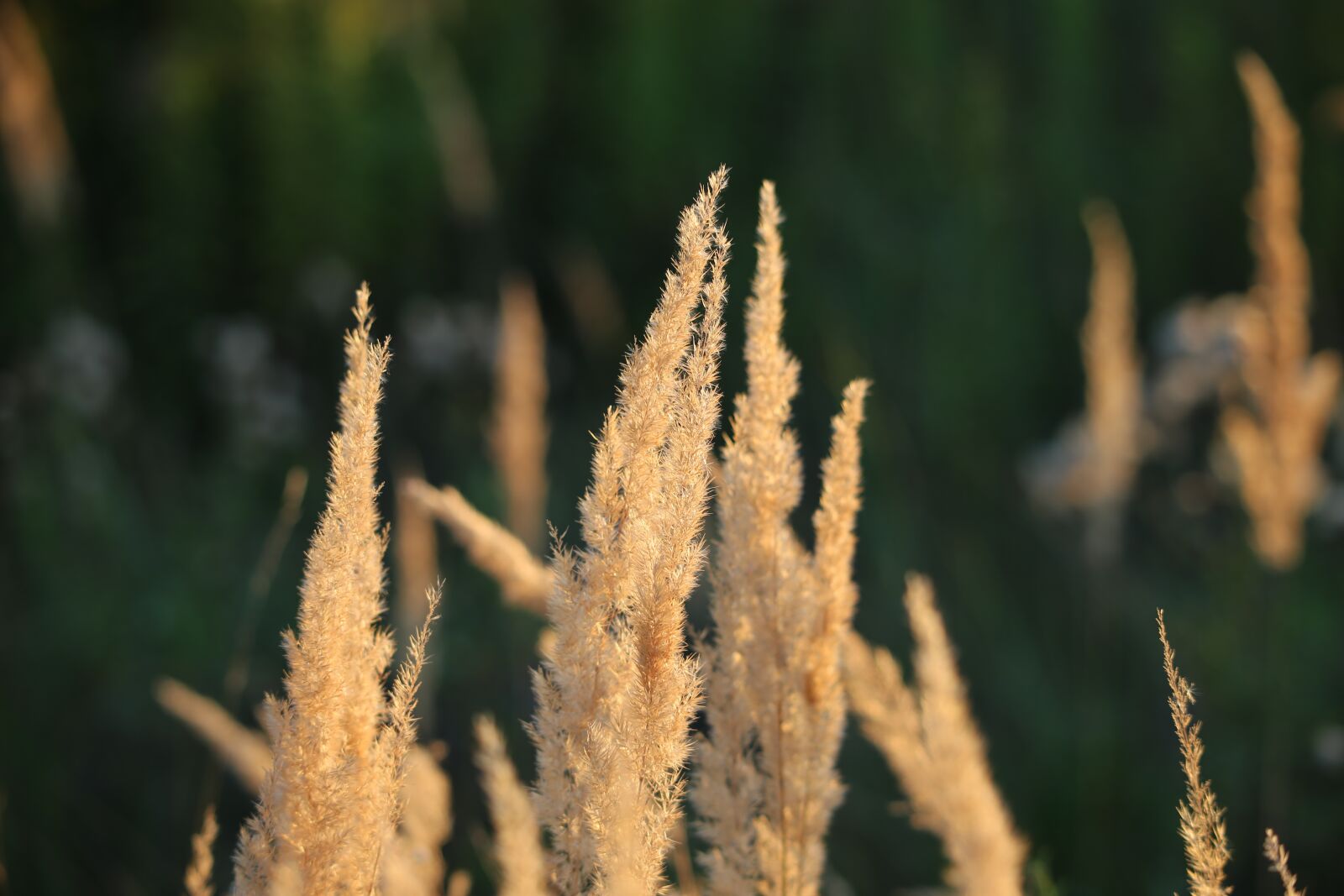 Canon EF 70-300 F4-5.6 IS II USM sample photo. Grass, evening, sunset photography