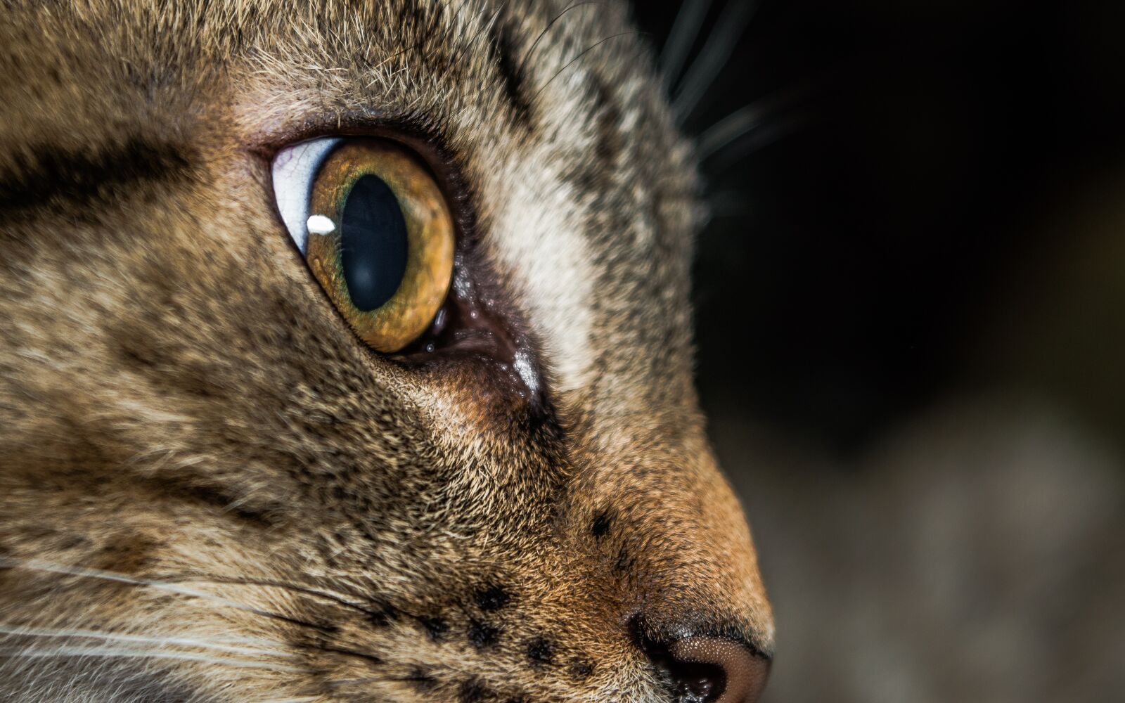 Nikon D3200 sample photo. Cat, mammal, animal photography
