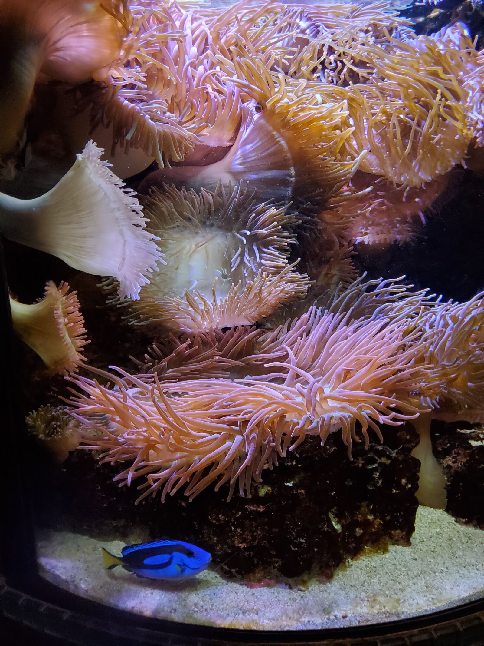Samsung Galaxy S10e sample photo. Aquarium, tropical fish, sea photography