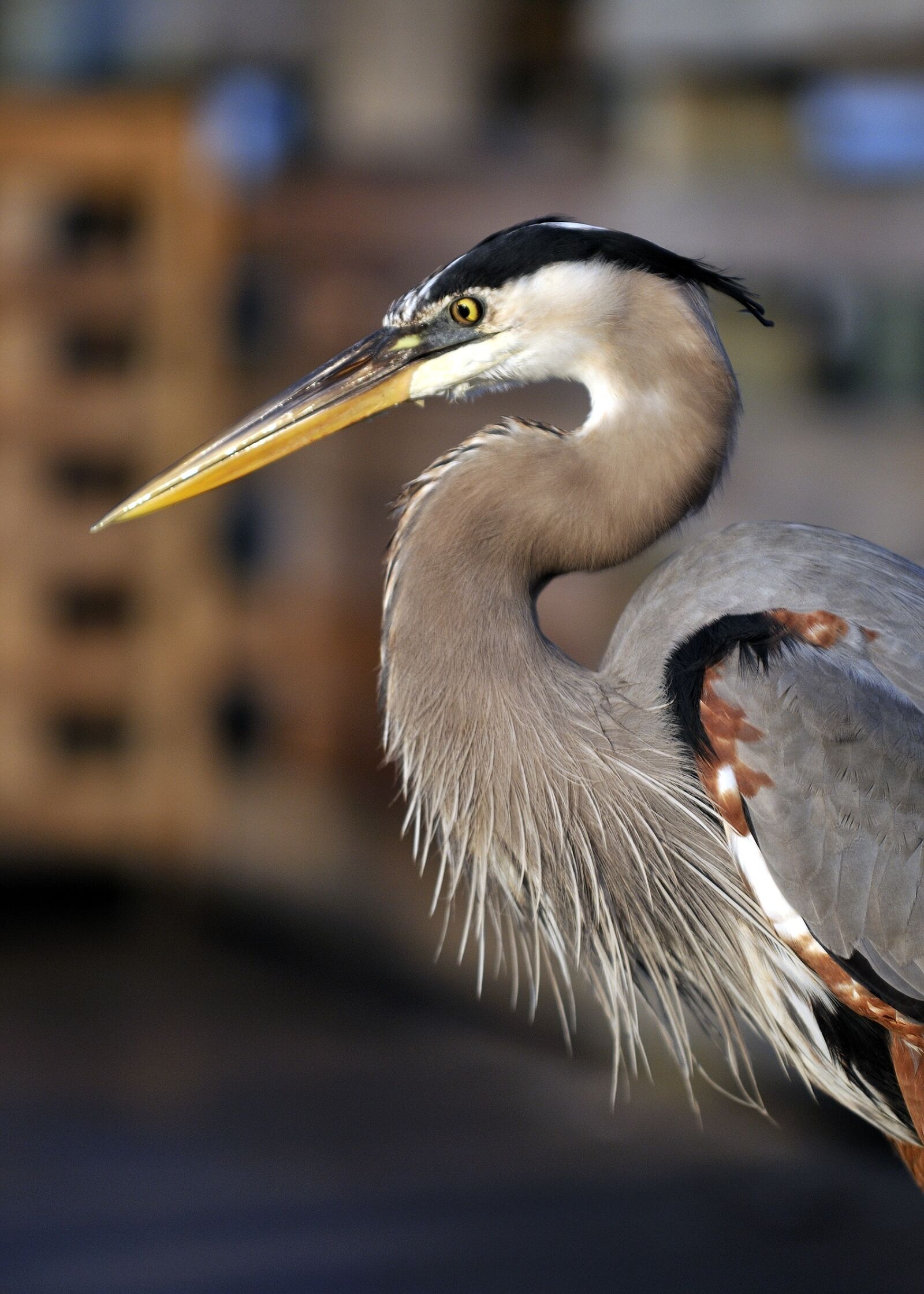 Nikon D300 sample photo. Heron, bird, florida photography
