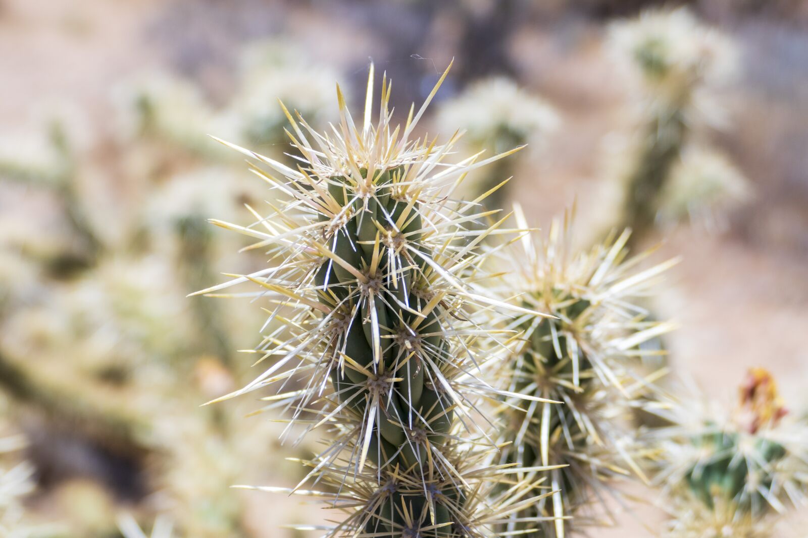 Panasonic Lumix DMC-FZ1000 sample photo. Cactus, spiky, desert photography