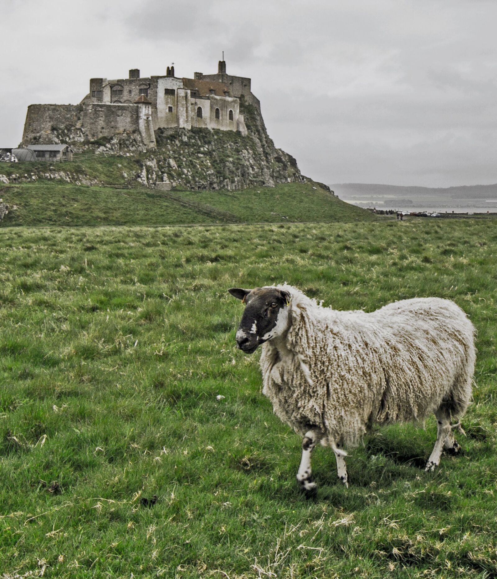 Canon EOS 700D (EOS Rebel T5i / EOS Kiss X7i) sample photo. Lindisfarne, lindisfarne castle, castle photography