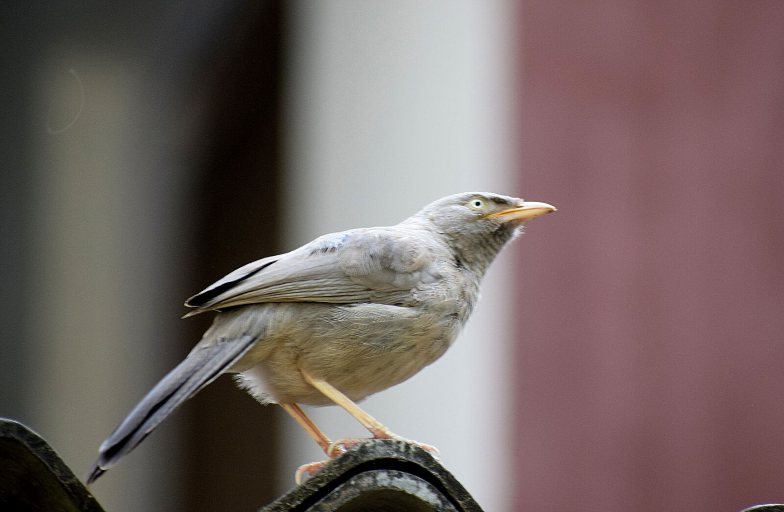 Nikon D3300 sample photo. Bird, feather, wings photography