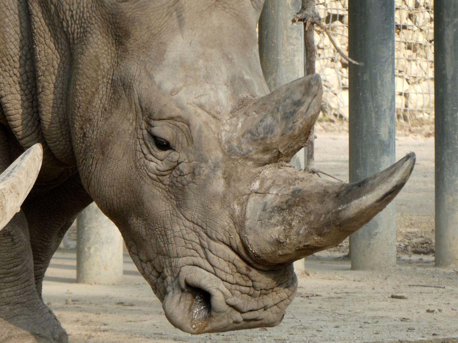 Panasonic DC-TZ91 sample photo. Rhino, zoo, rhinoceros photography
