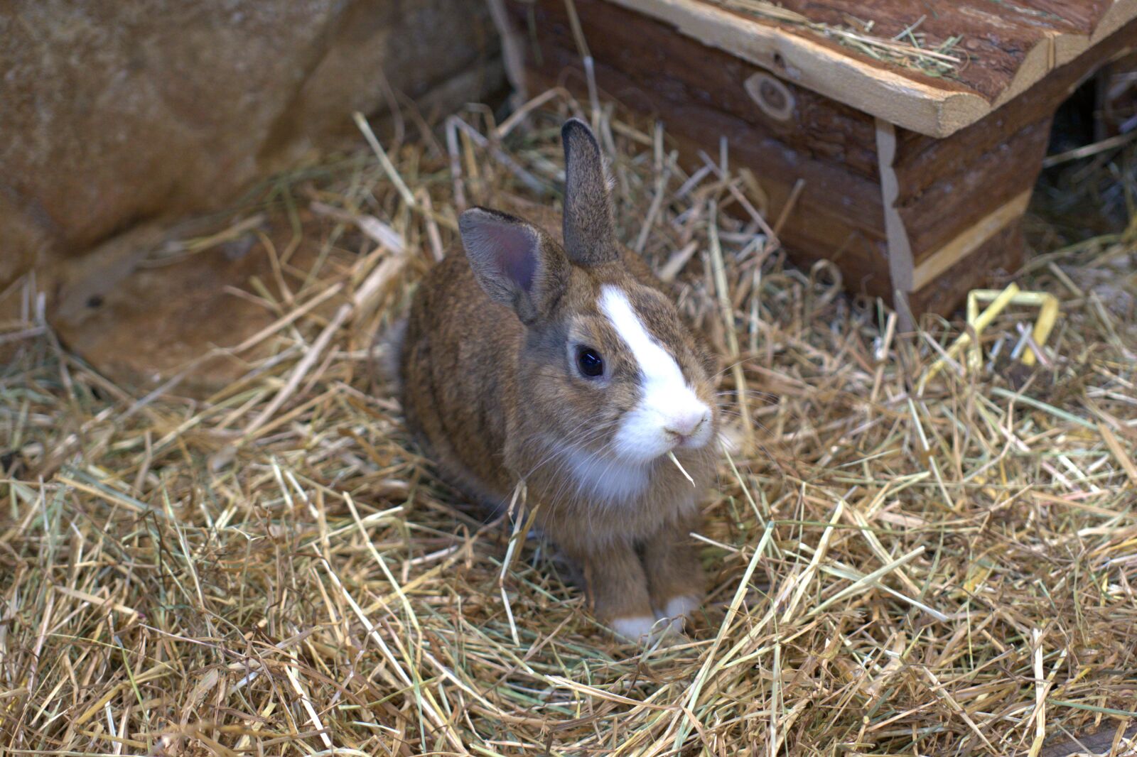 Sony a7 II + Sony FE 50mm F2.8 Macro sample photo. Dwarf rabbit, rabbit, hare photography