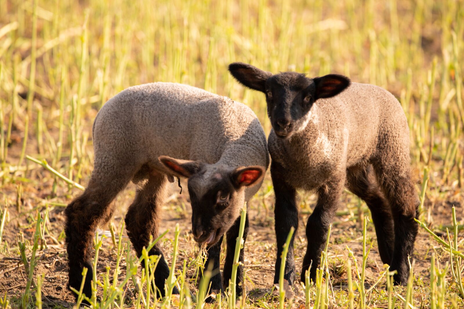 150-600mm F5-6.3 DG OS HSM | Contemporary 015 sample photo. Lamb, sheep, passover photography