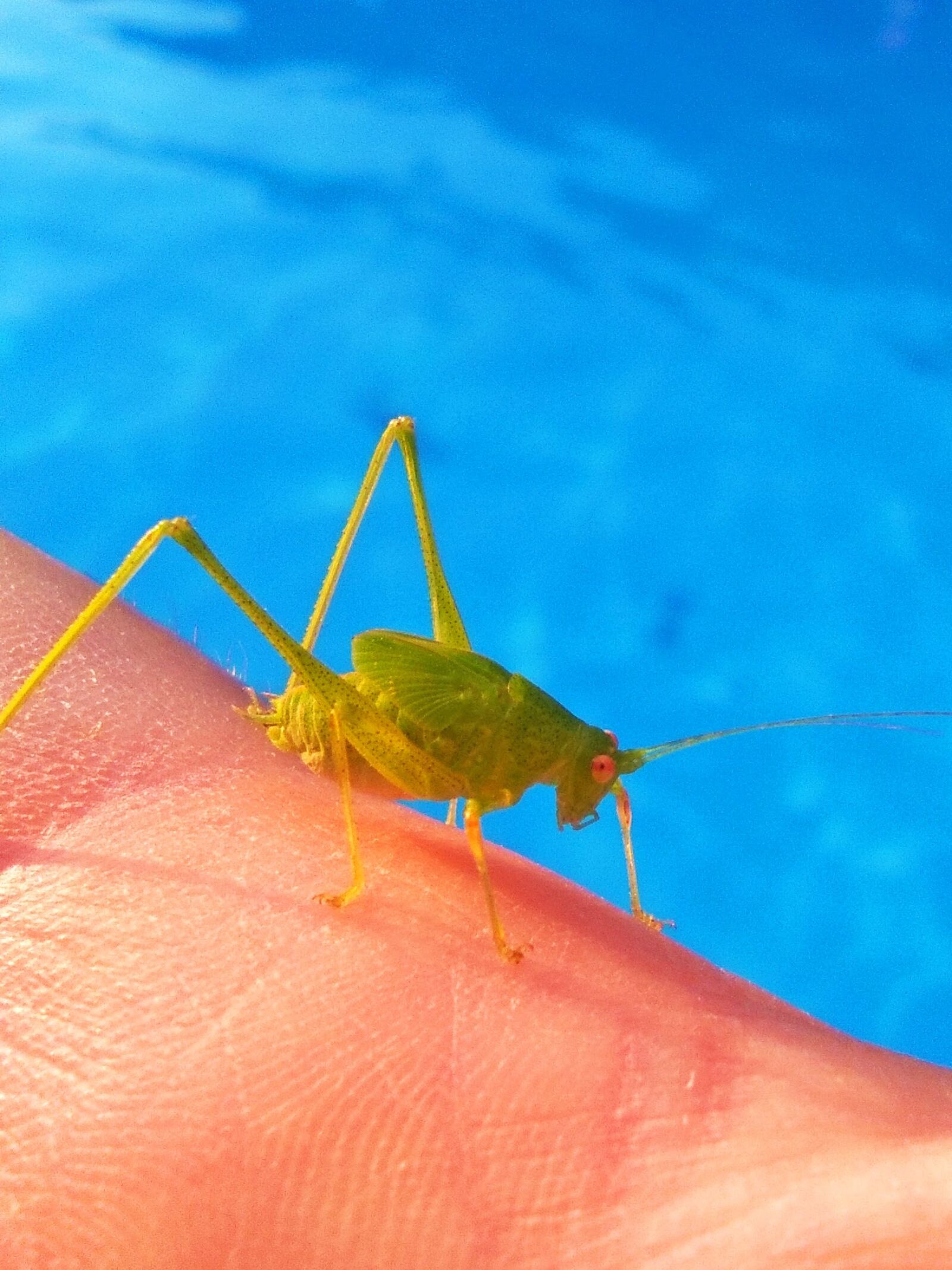 HUAWEI Y635-L01 sample photo. Grasshopper, lobster, small photography