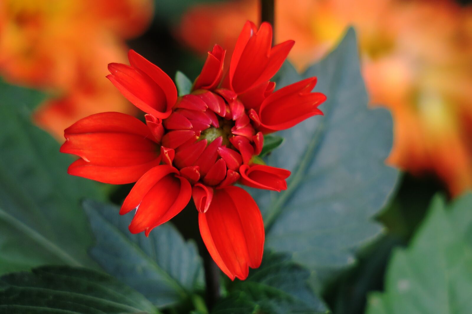 Canon PowerShot G3 X sample photo. Nature, flower, plant photography
