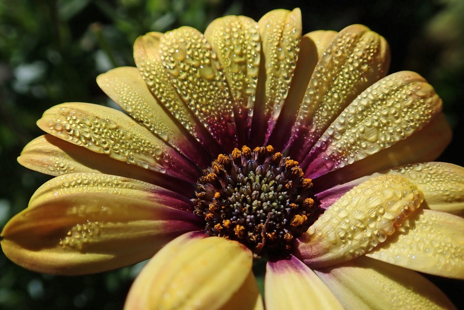 Olympus TG-5 sample photo. Daisy, yellow, flower photography