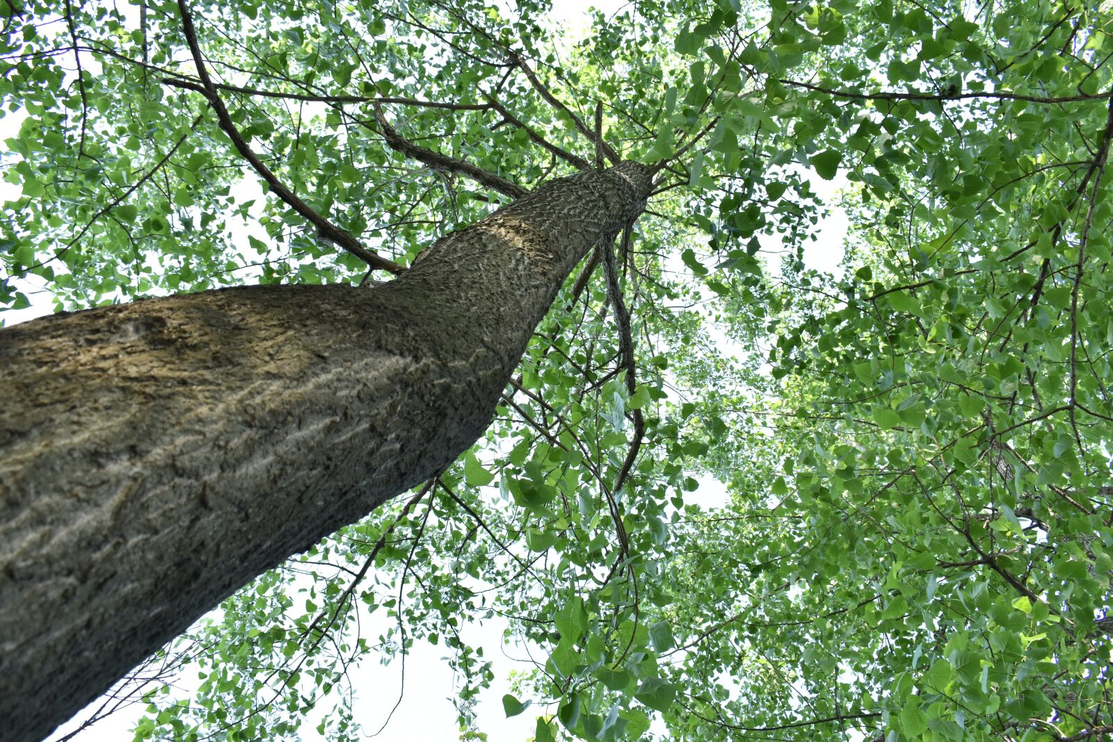 Nikon D3400 sample photo. Green leaf, woods, big photography