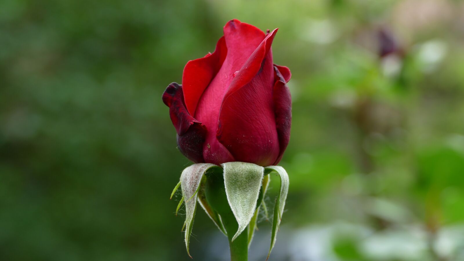 Panasonic Lumix DMC-FZ1000 sample photo. Rose, flower, blossom photography