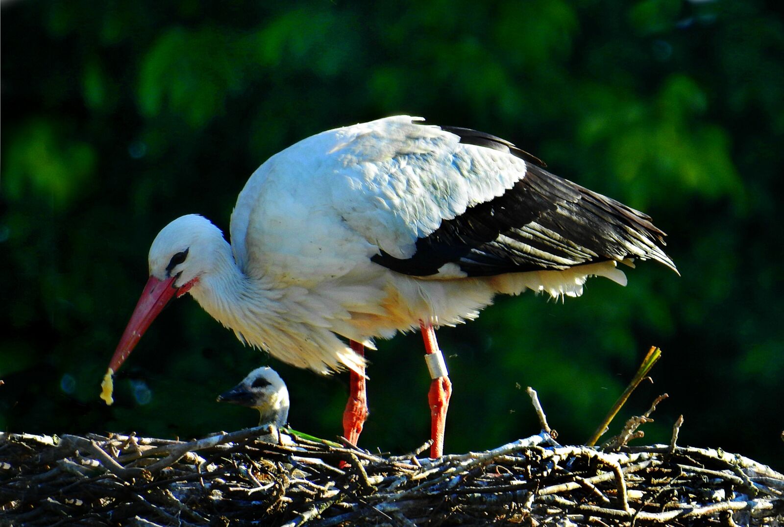 Nikon Coolpix P900 sample photo. Stork, wading bird, animal photography