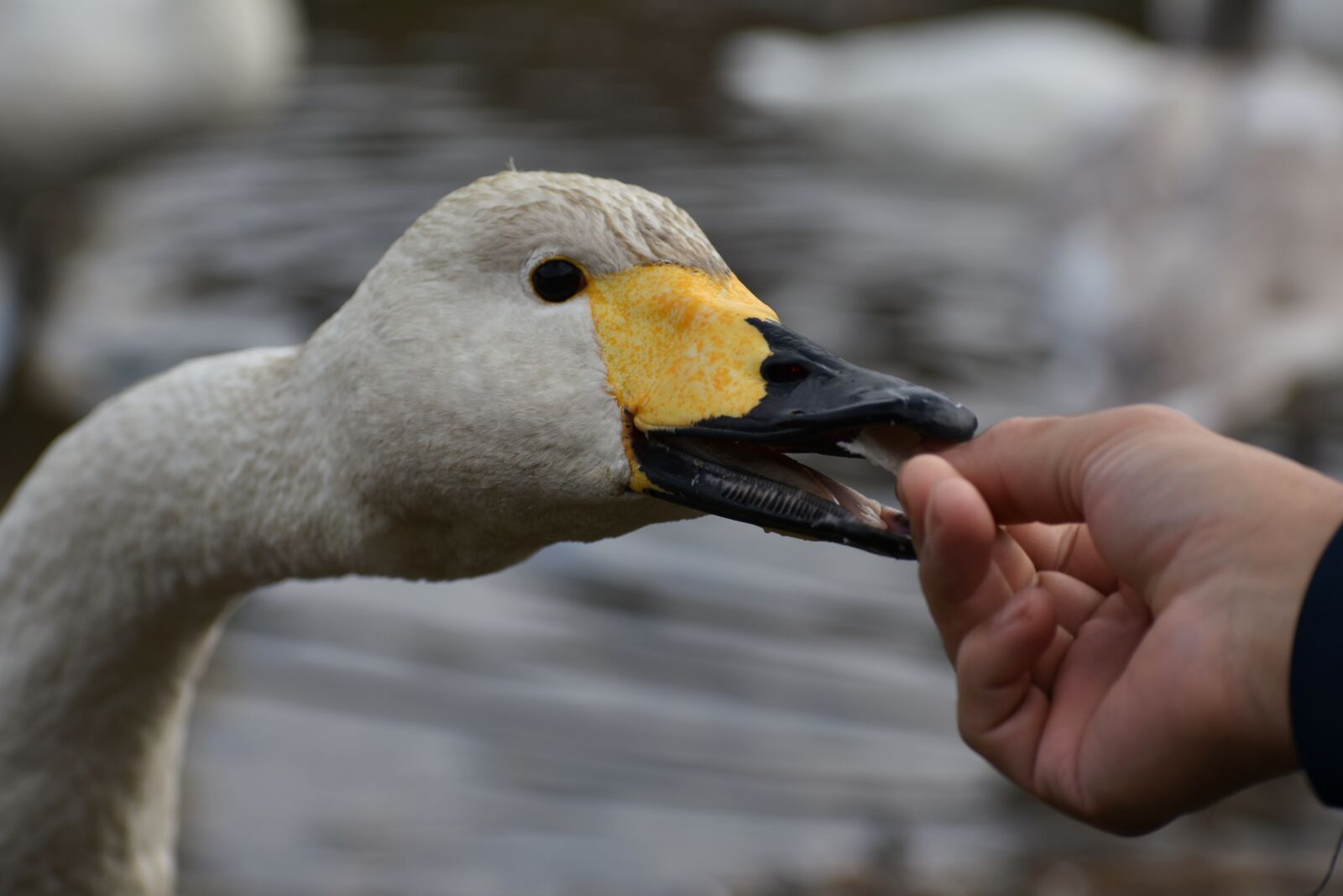 Nikon D7200 sample photo. Animal, lake, waterside photography