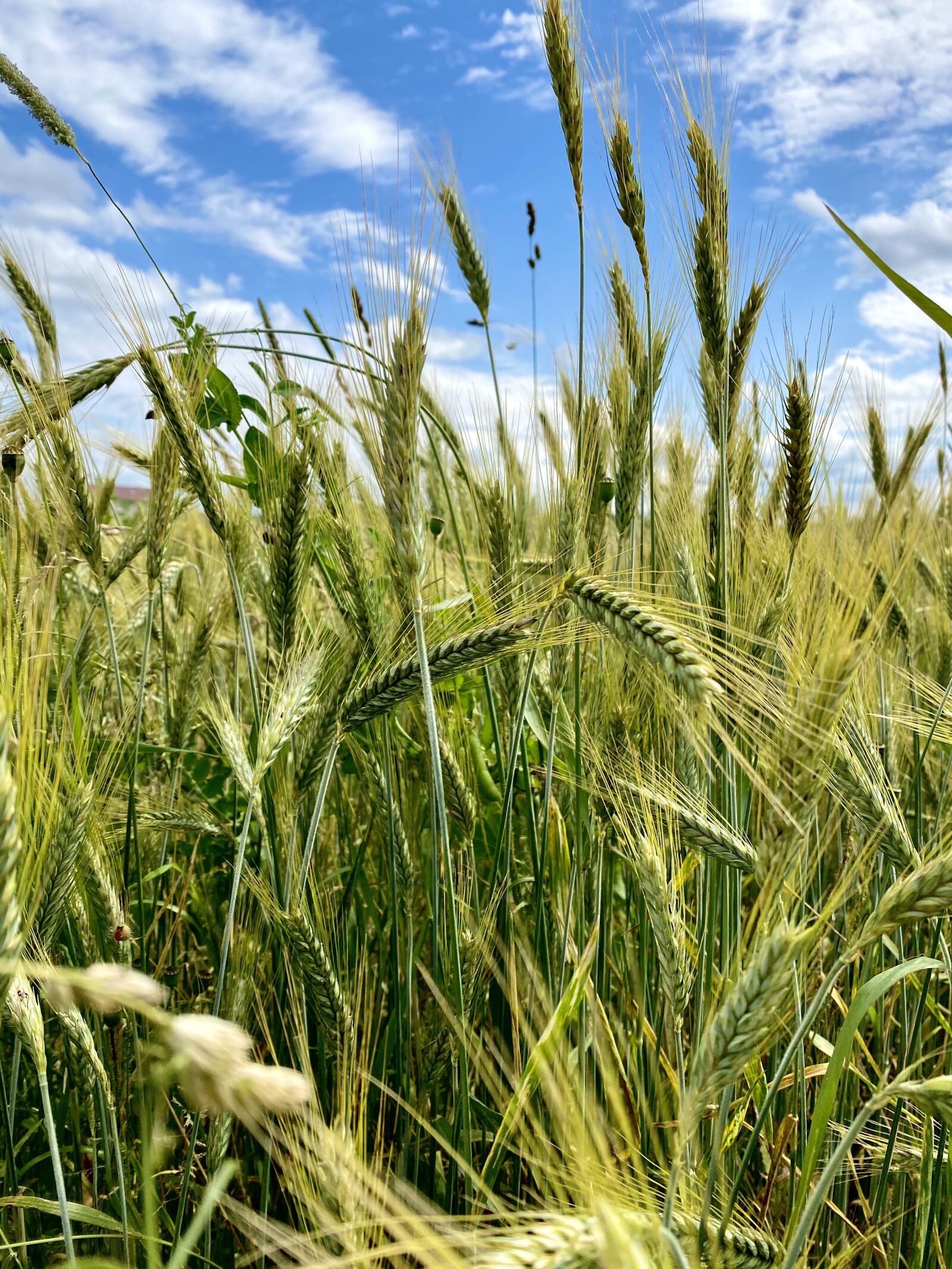 iPhone 11 back dual wide camera 4.25mm f/1.8 sample photo. Wheat, cereals, farm photography