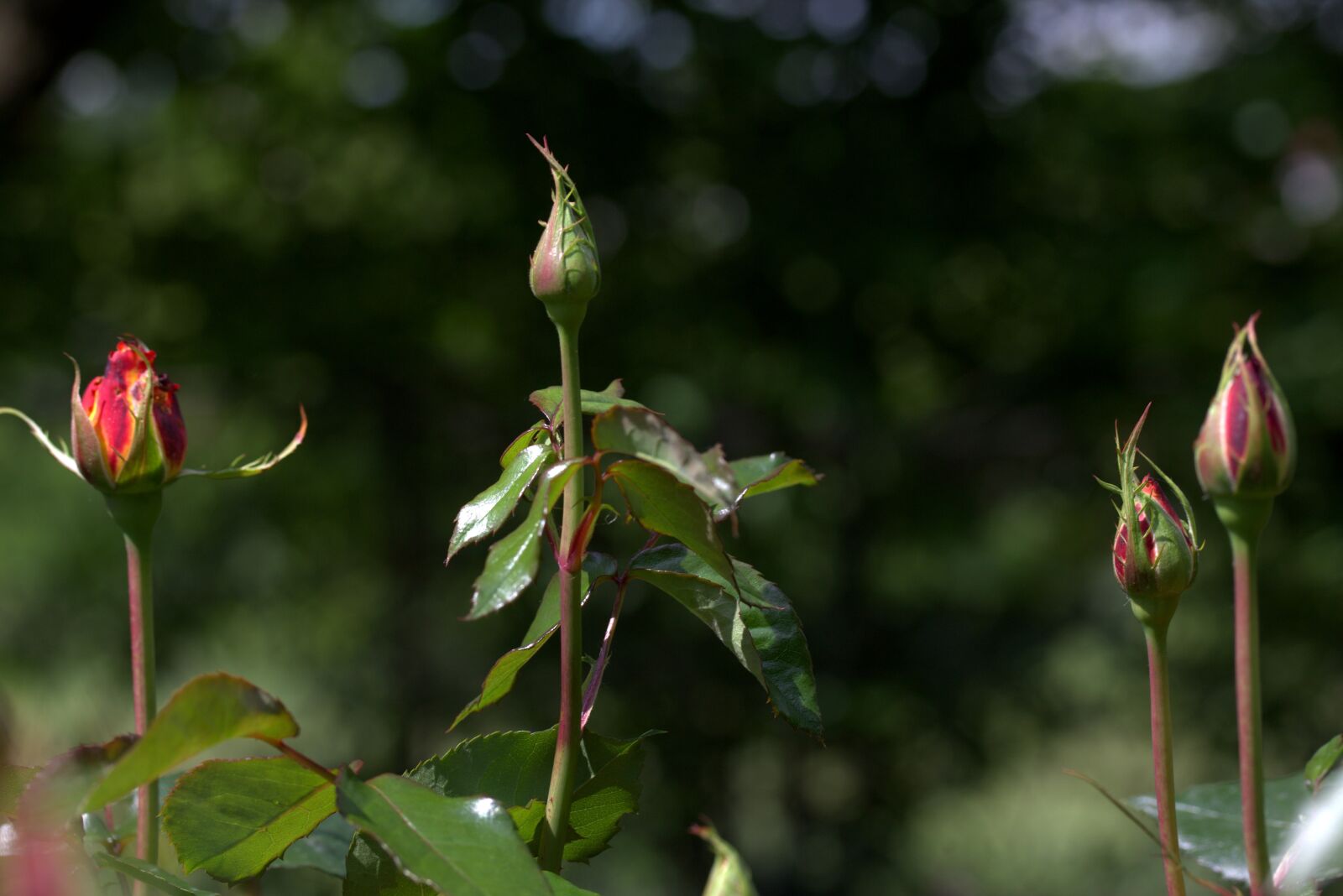 Canon EF-S 60mm F2.8 Macro USM sample photo. Roses, buds, supplies photography