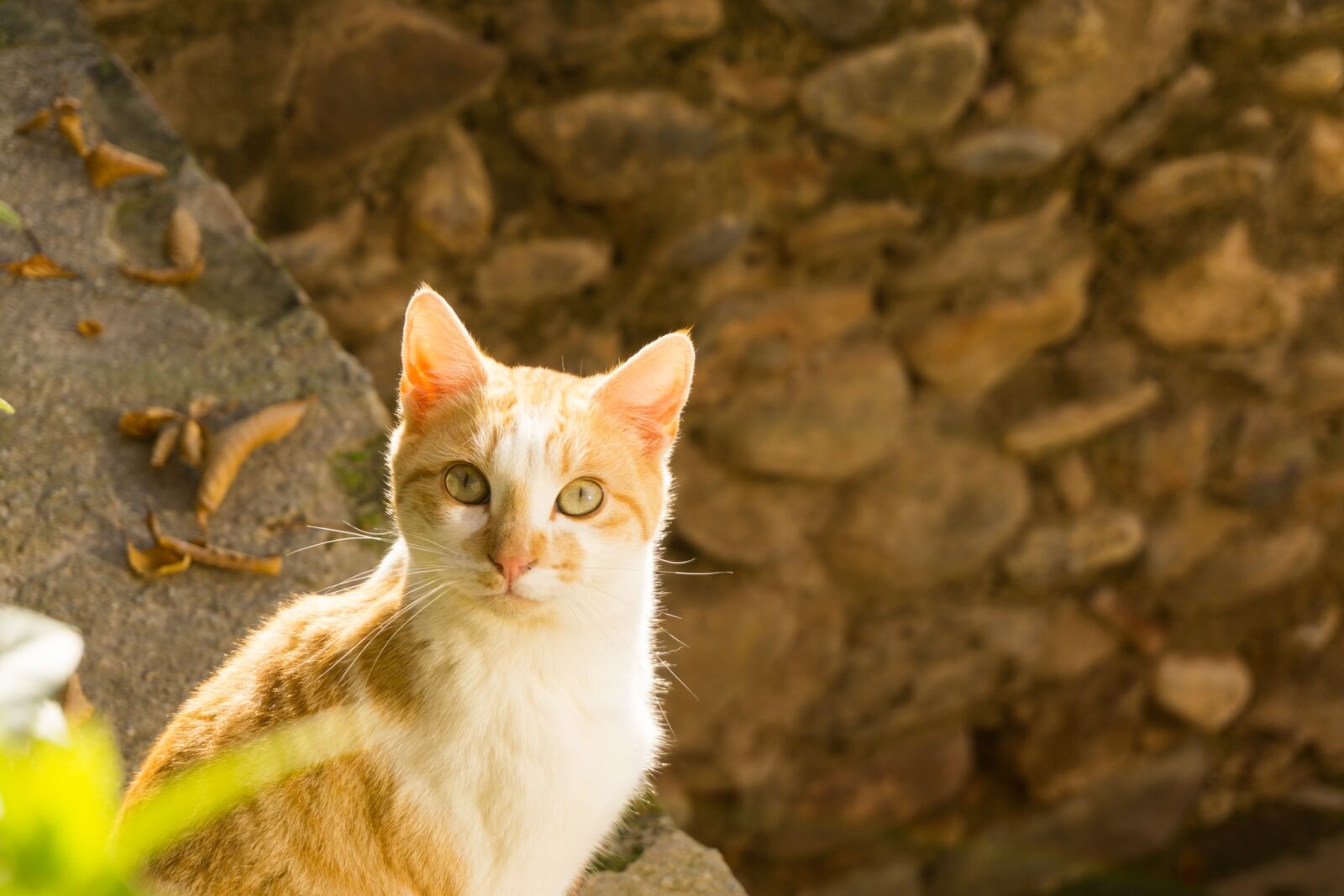Sony a6000 sample photo. Animal, nature, cute photography