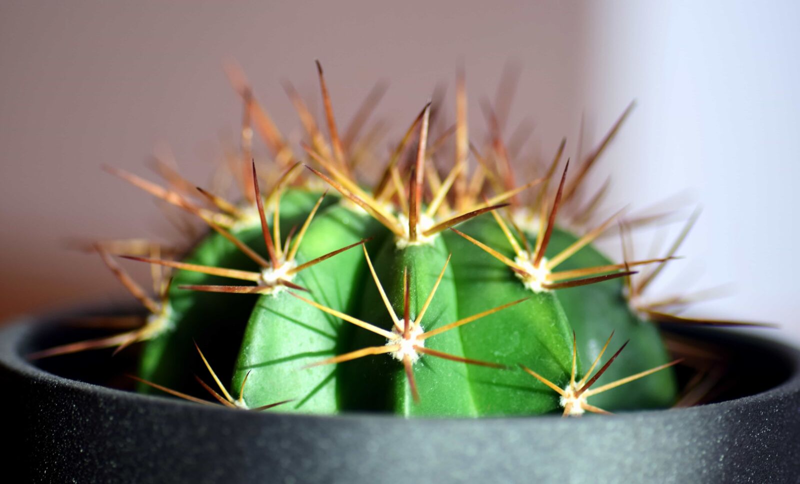 Nikon D3300 sample photo. Cactus, spike, sharp, nature photography