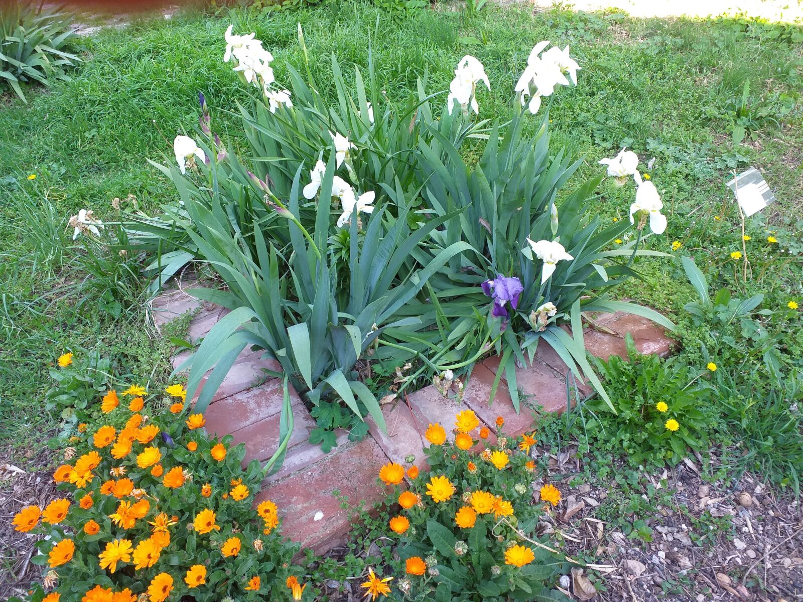 Samsung Galaxy J6+ sample photo. Garden, march, lilies photography