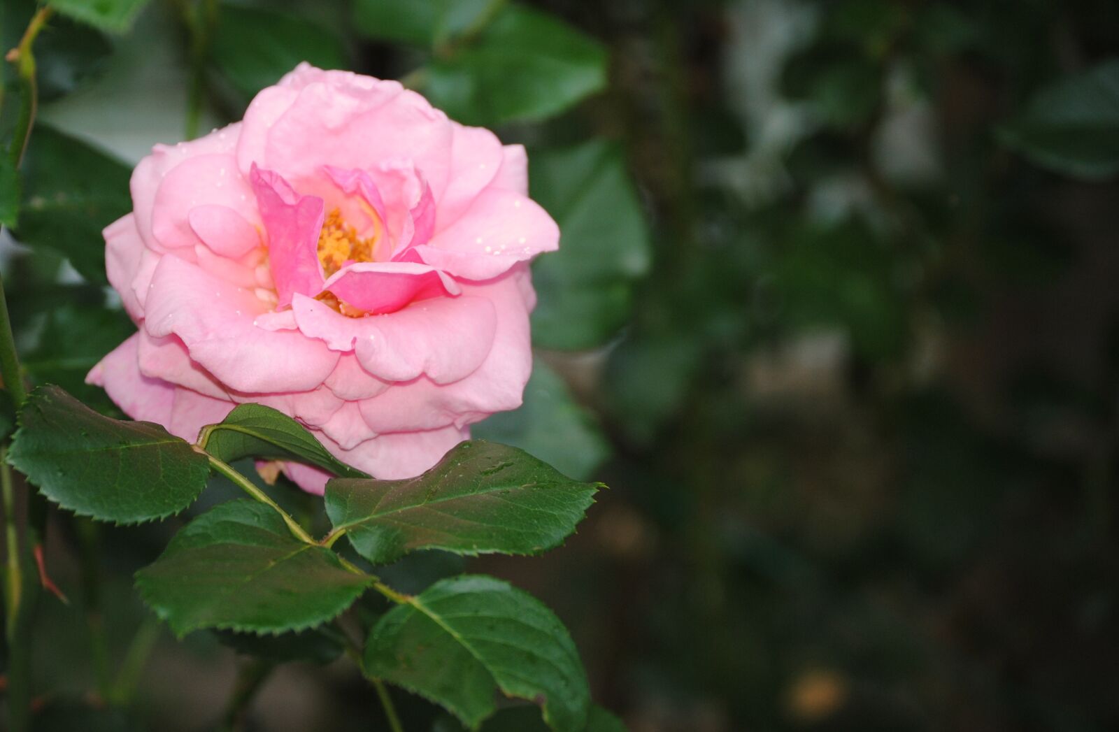 Nikon D3000 sample photo. Rose, pink, flower photography