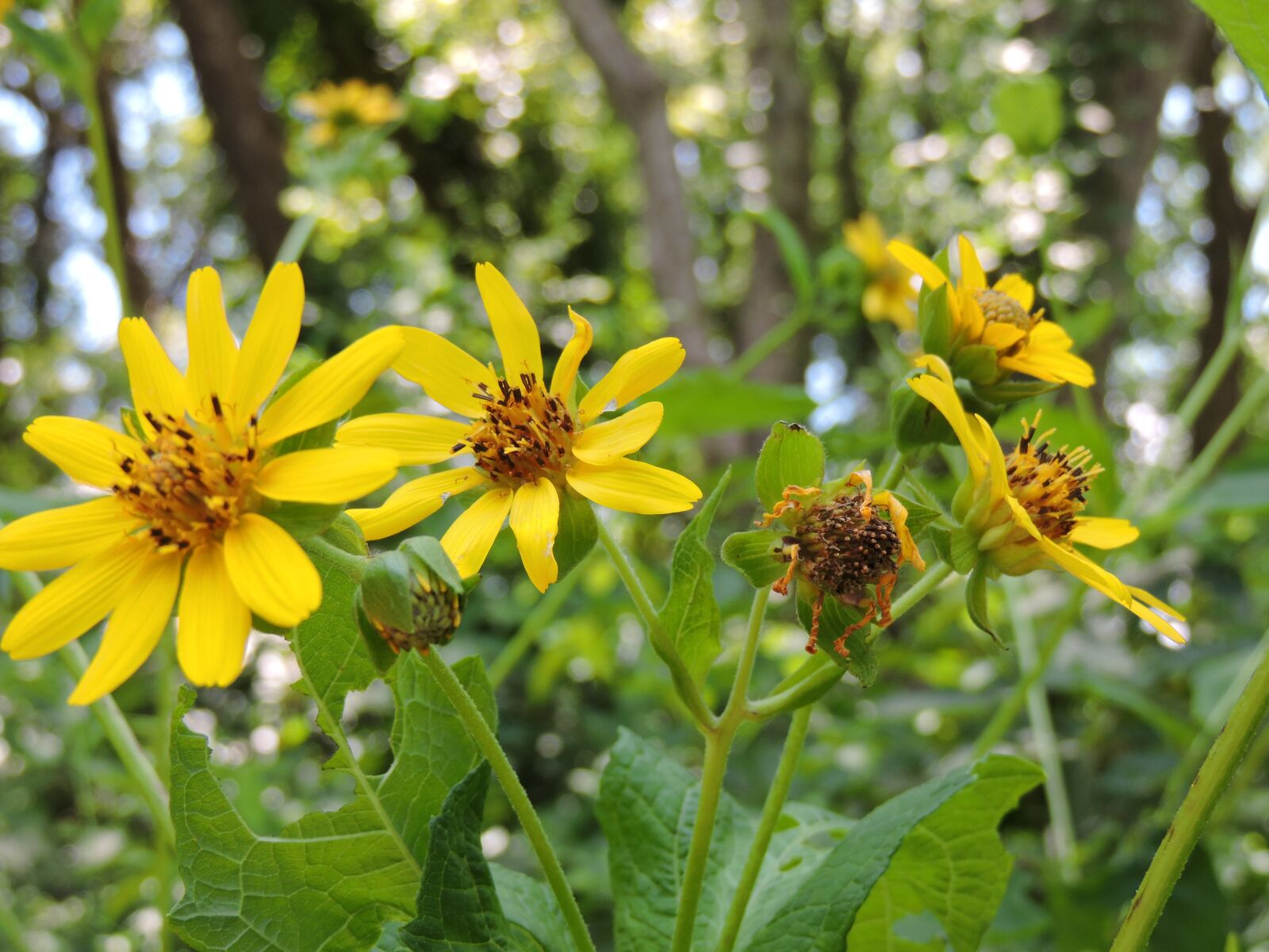 Nikon Coolpix P530 sample photo. Pretty, yellow, daisy flower photography