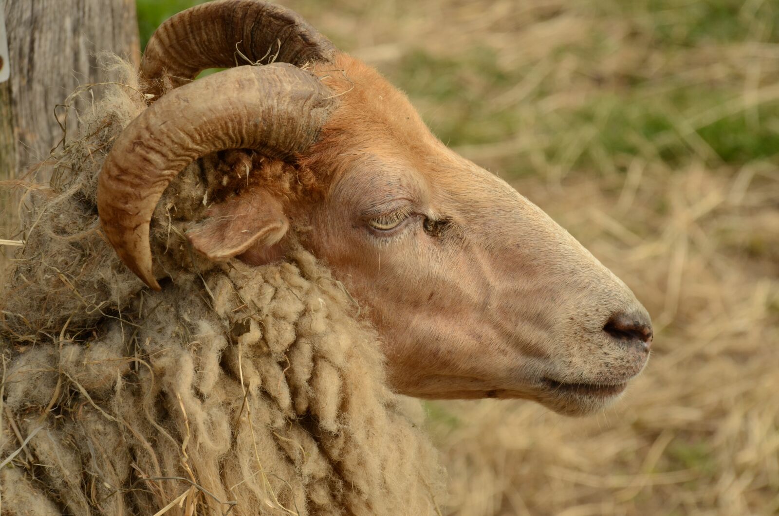 Nikon D7000 sample photo. Sheep, head, horns photography